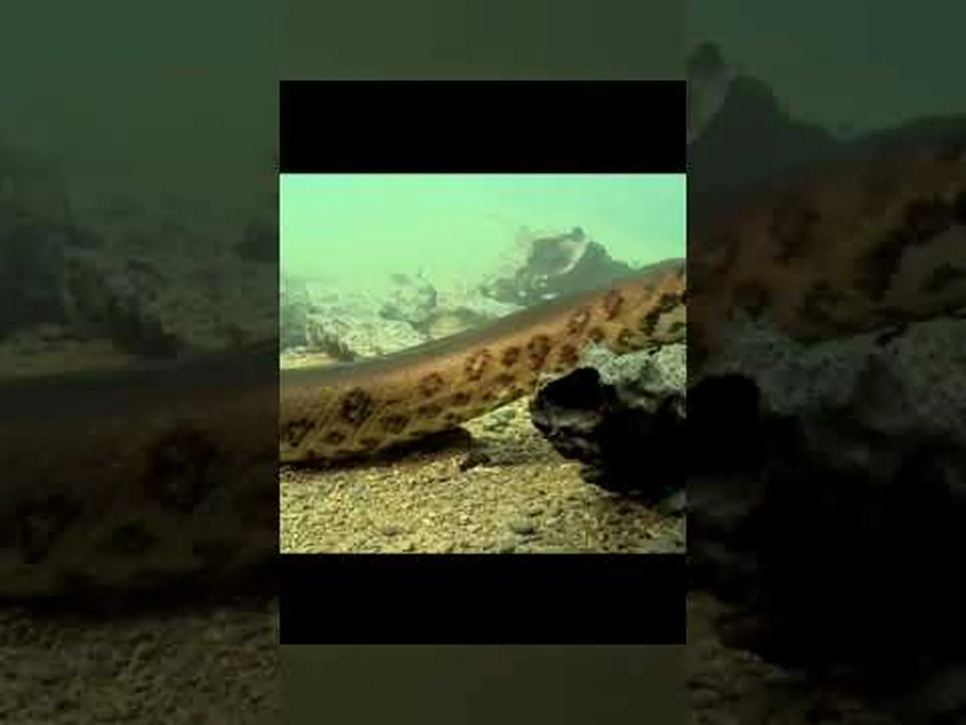 古代の怪物との戦いで巨大なアナコンダが巨大なワニを絞め殺す様子をご覧ください 古代の怪物との戦いで巨大なアナコンダが巨大なワニを絞め殺す様子をご覧ください