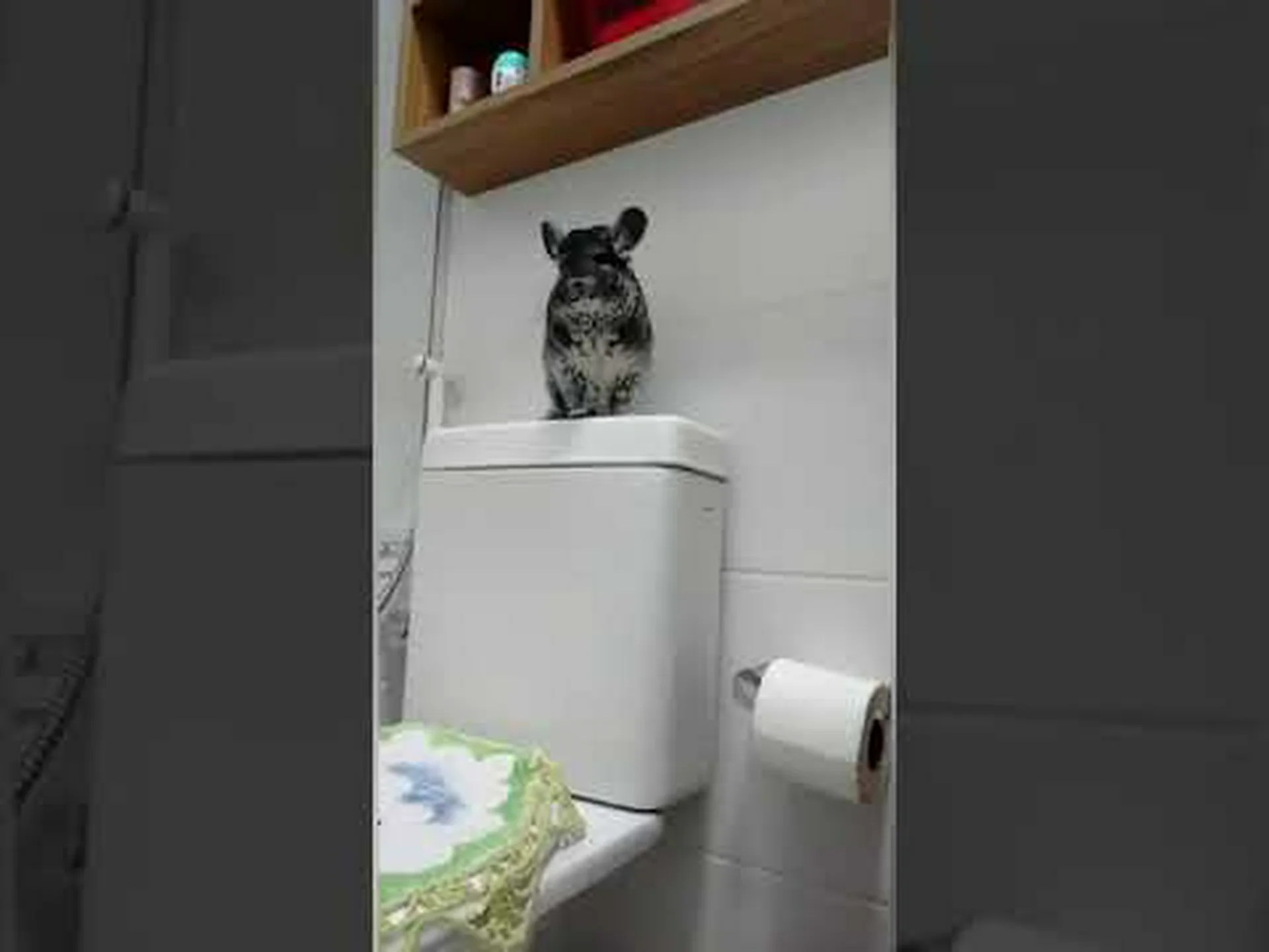 チンチラを飼う前によく考えるべき15の理由 チンチラを飼う前によく考えるべき15の理由