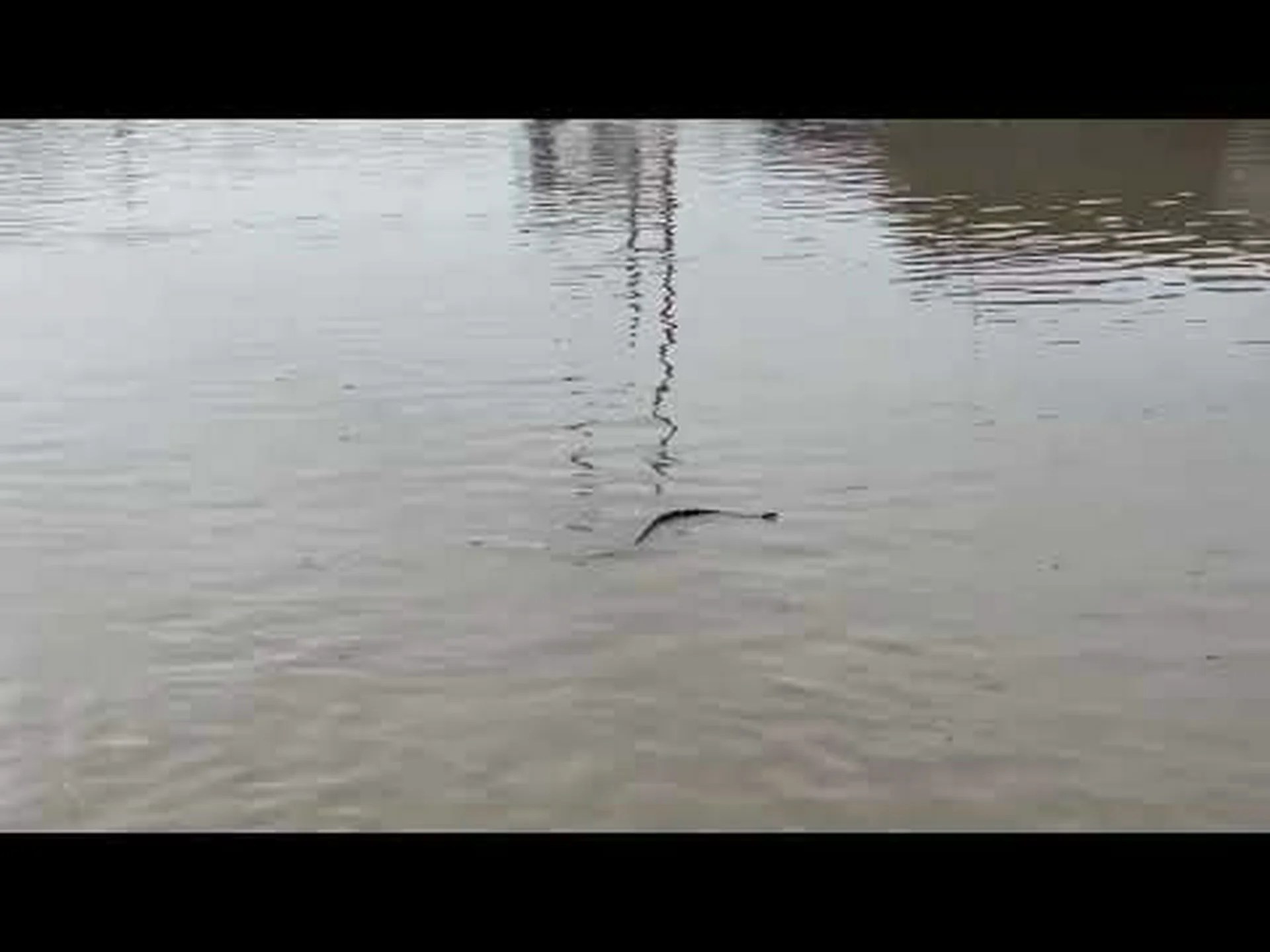 浸水したカリフォルニアの街路を何気なく泳ぐ大胆なヘビを観察する 浸水したカリフォルニアの街路を何気なく泳ぐ大胆なヘビを観察する