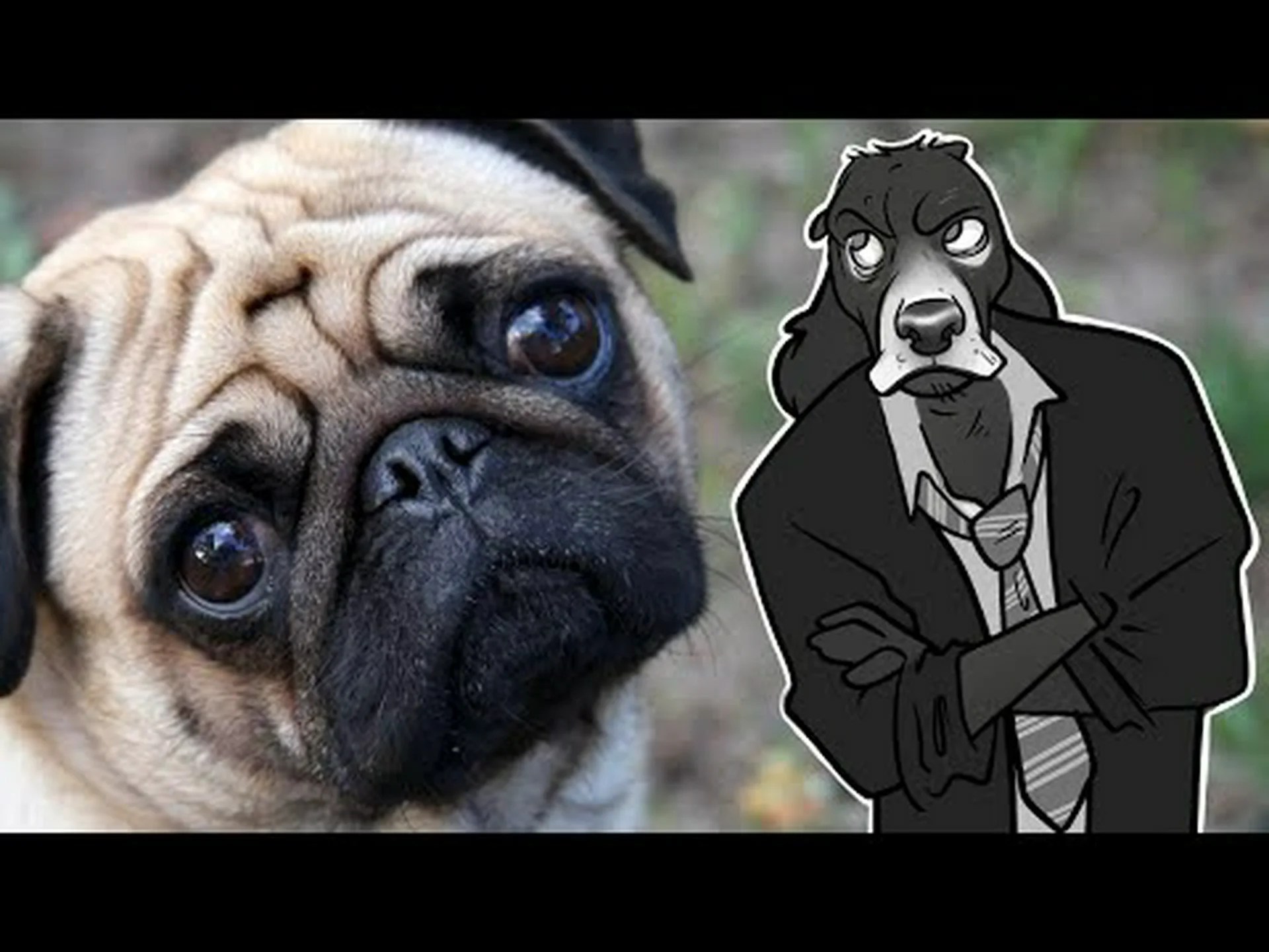 パグは最も厄介な犬ですか?彼らに関する 9 つのよくある苦情 パグは最も厄介な犬ですか?彼らに関する 9 つのよくある苦情