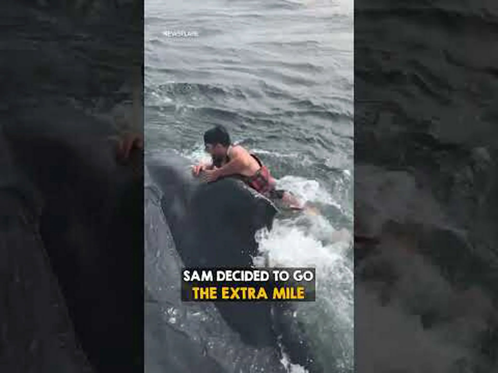 クジラはフレンドリーですか?彼らと泳ぐのが安全なときと危険なときを知る クジラはフレンドリーですか?彼らと泳ぐのが安全なときと危険なときを知る