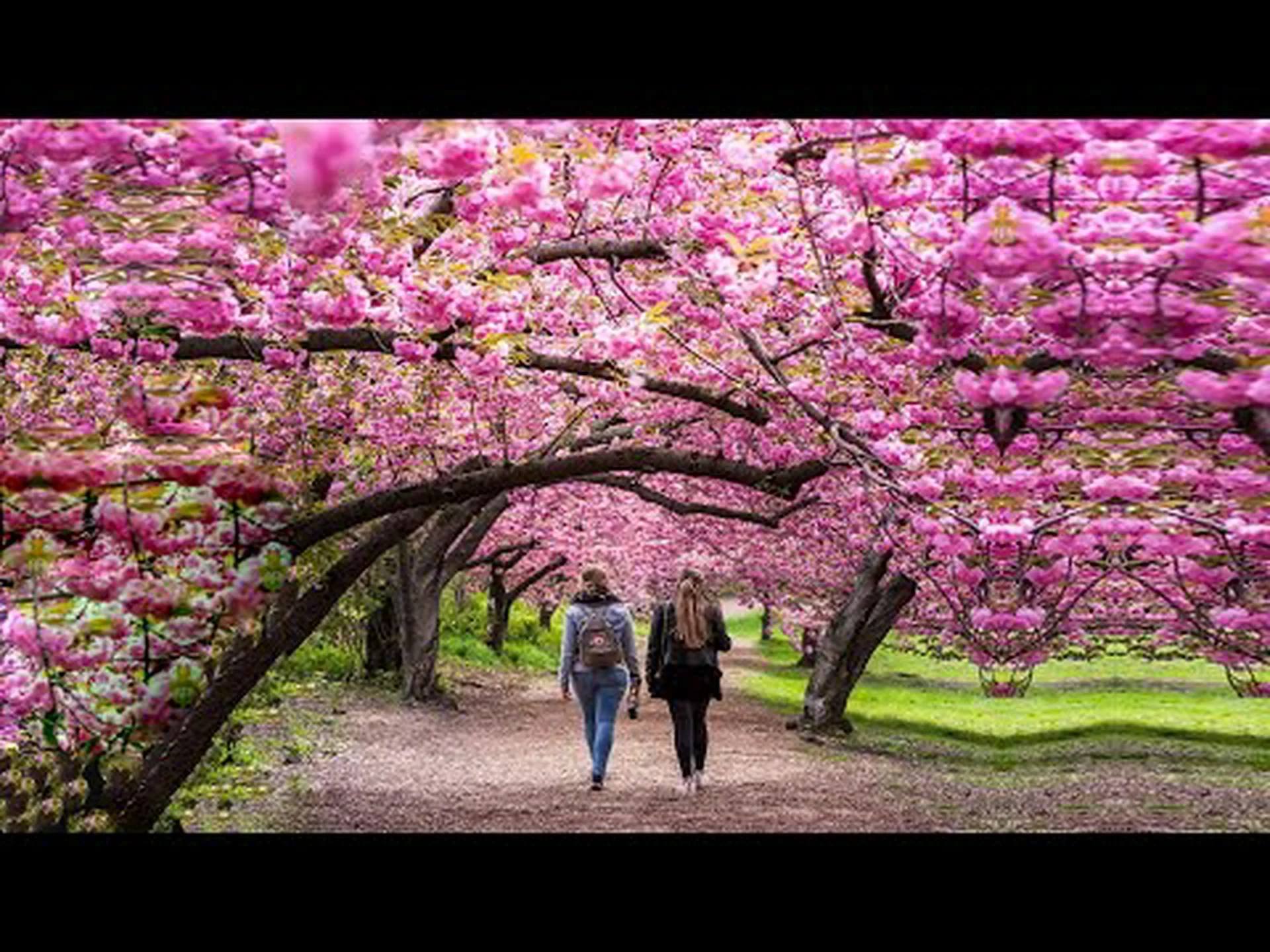 ミシガン州の桜: 開花時期と見どころ ミシガン州の桜: 開花時期と見どころ