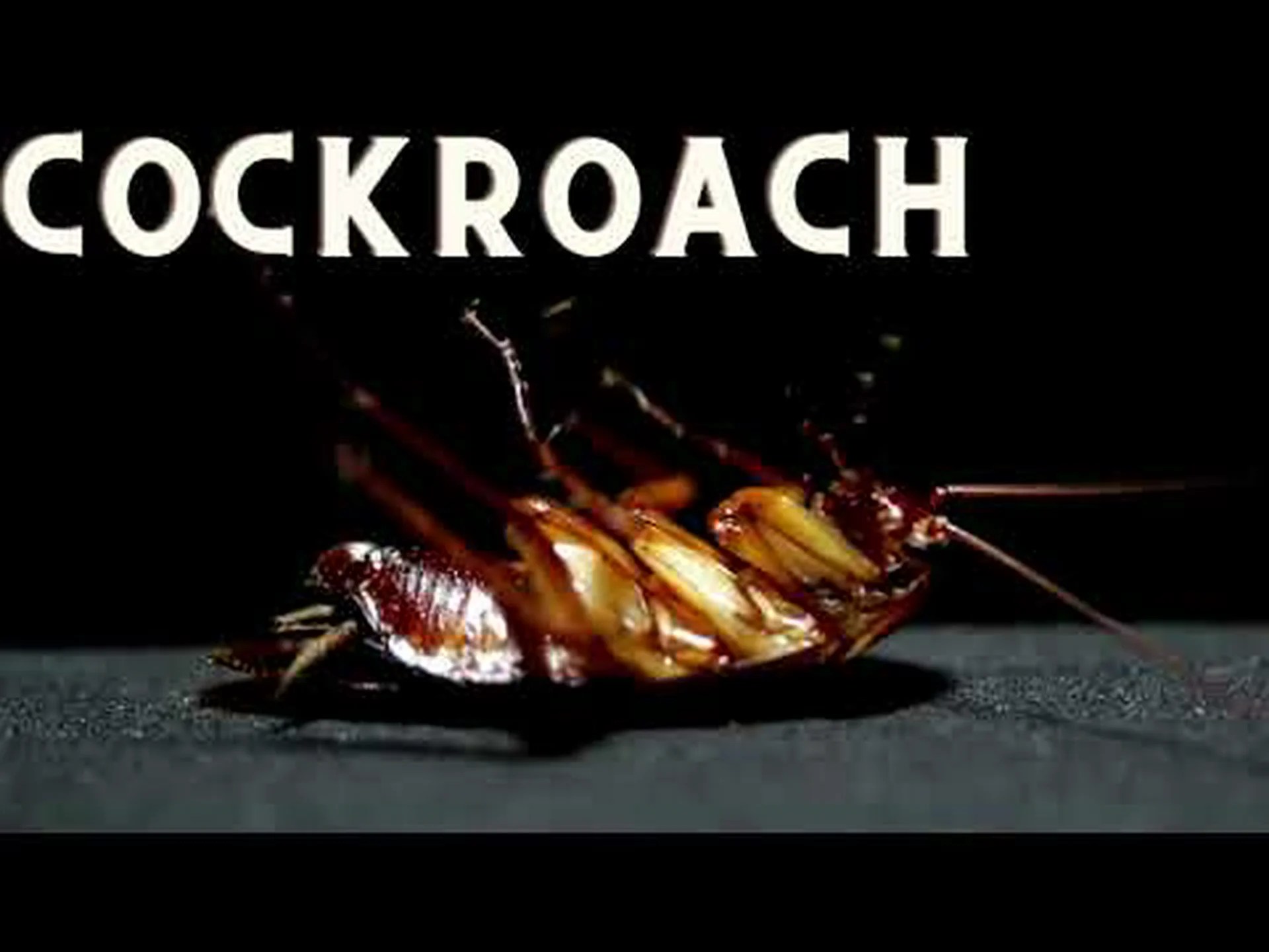 ウッドローチとゴキブリ: 違いを見分ける方法 ウッドローチとゴキブリ: 違いを見分ける方法