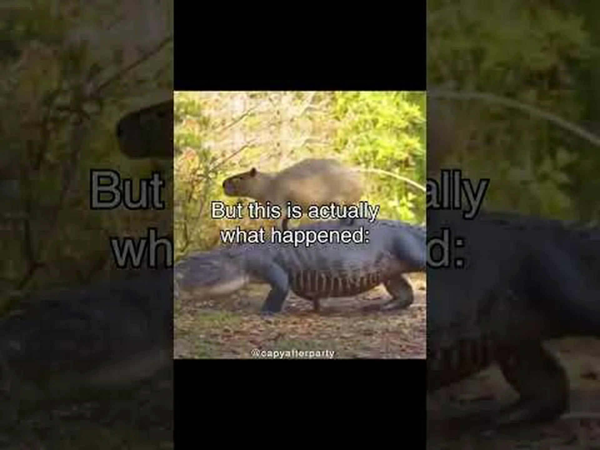 このヒーローのカピバラが川でワニとサーフィンするのを見てみよう このヒーローのカピバラが川でワニとサーフィンするのを見てみよう