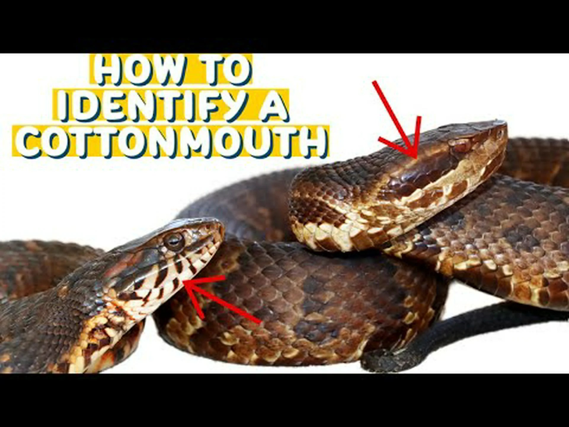 ブラウンウォータースネーク vs ワタムシ ブラウンウォータースネーク vs ワタムシ