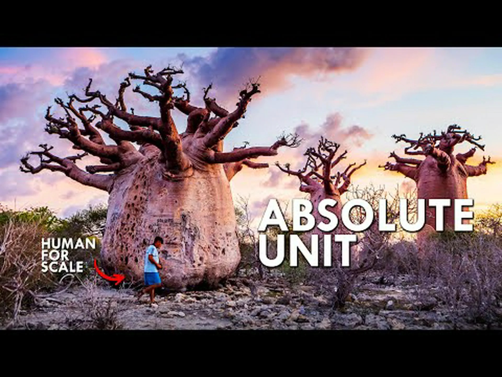 アフリカのバオバブとモンテズマのヒノキ: これらのそびえ立つ巨人の 5 つの違い アフリカのバオバブとモンテズマのヒノキ: これらのそびえ立つ巨人の 5 つの違い