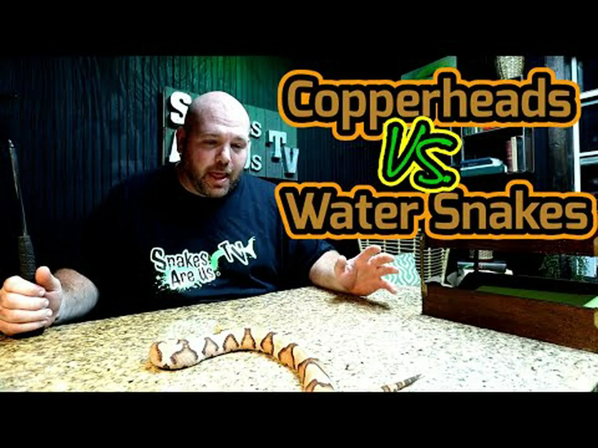 マムシと縞水ヘビ: 違いは何ですか? マムシと縞水ヘビ: 違いは何ですか?