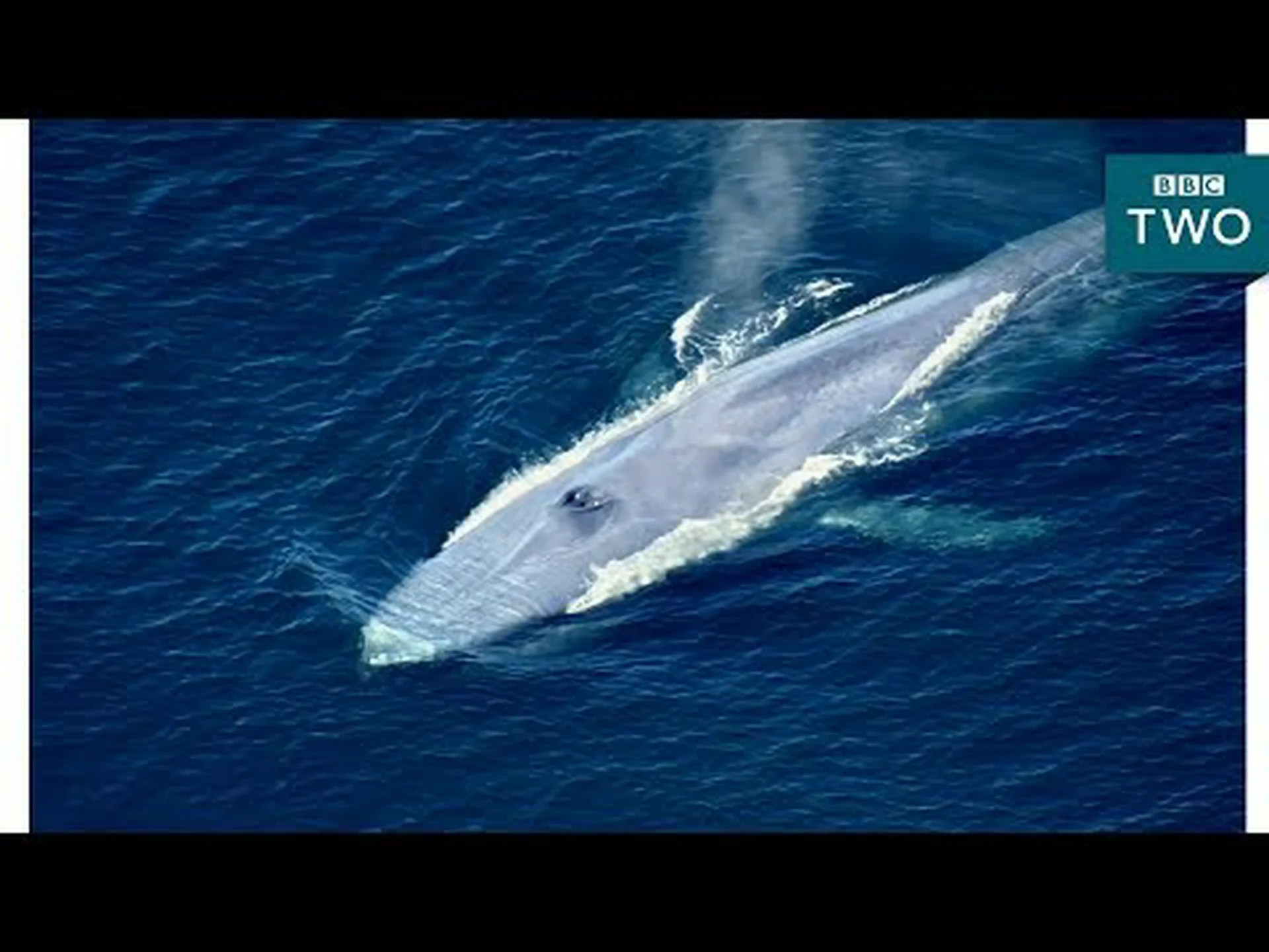 世界最大のナメクジを発見(サッカーボールよりも大きい!) 世界最大のナメクジを発見(サッカーボールよりも大きい!)