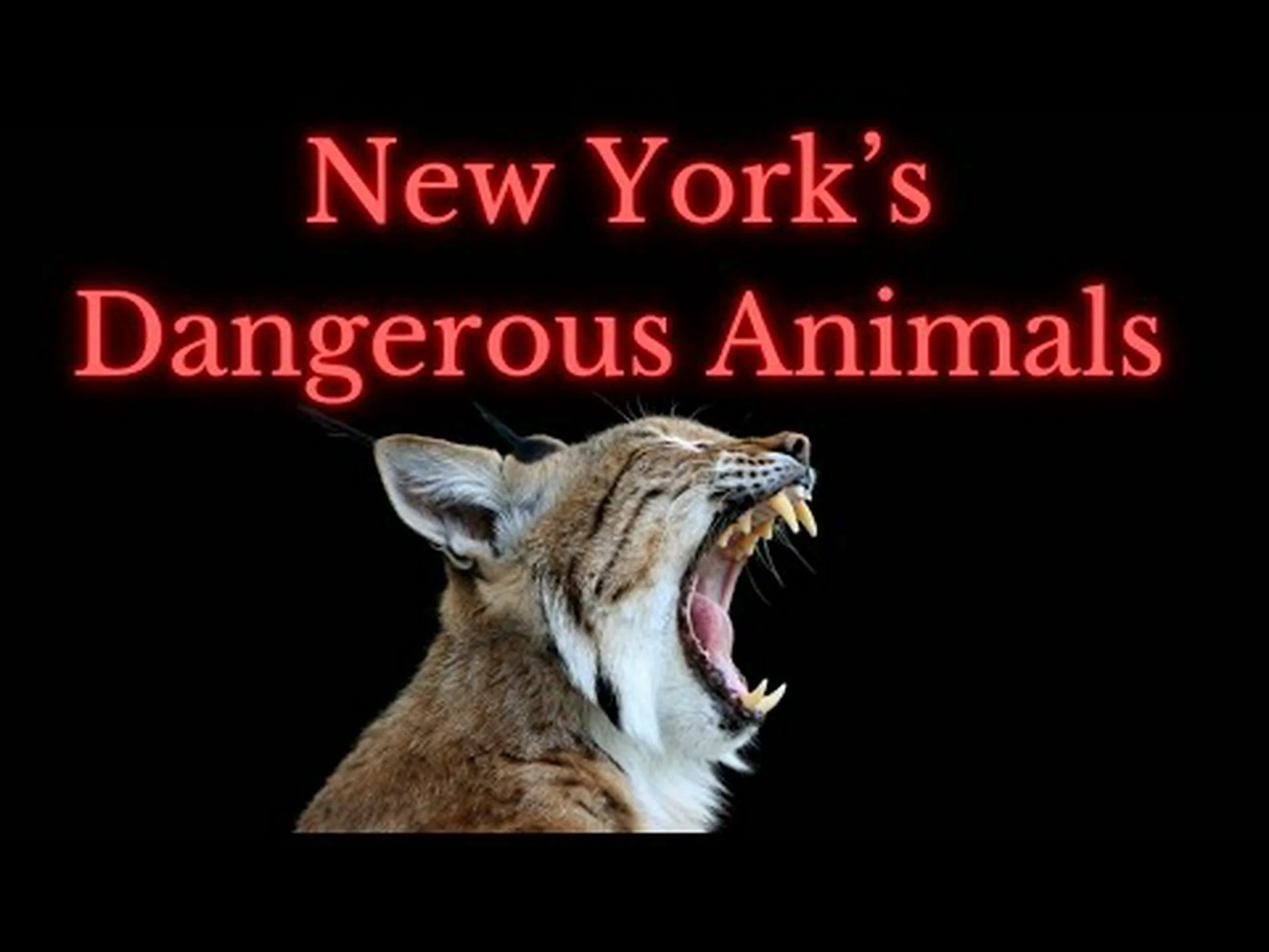 ニューヨークの 7 つの最大の動物とその生息地を発見 ニューヨークの 7 つの最大の動物とその生息地を発見
