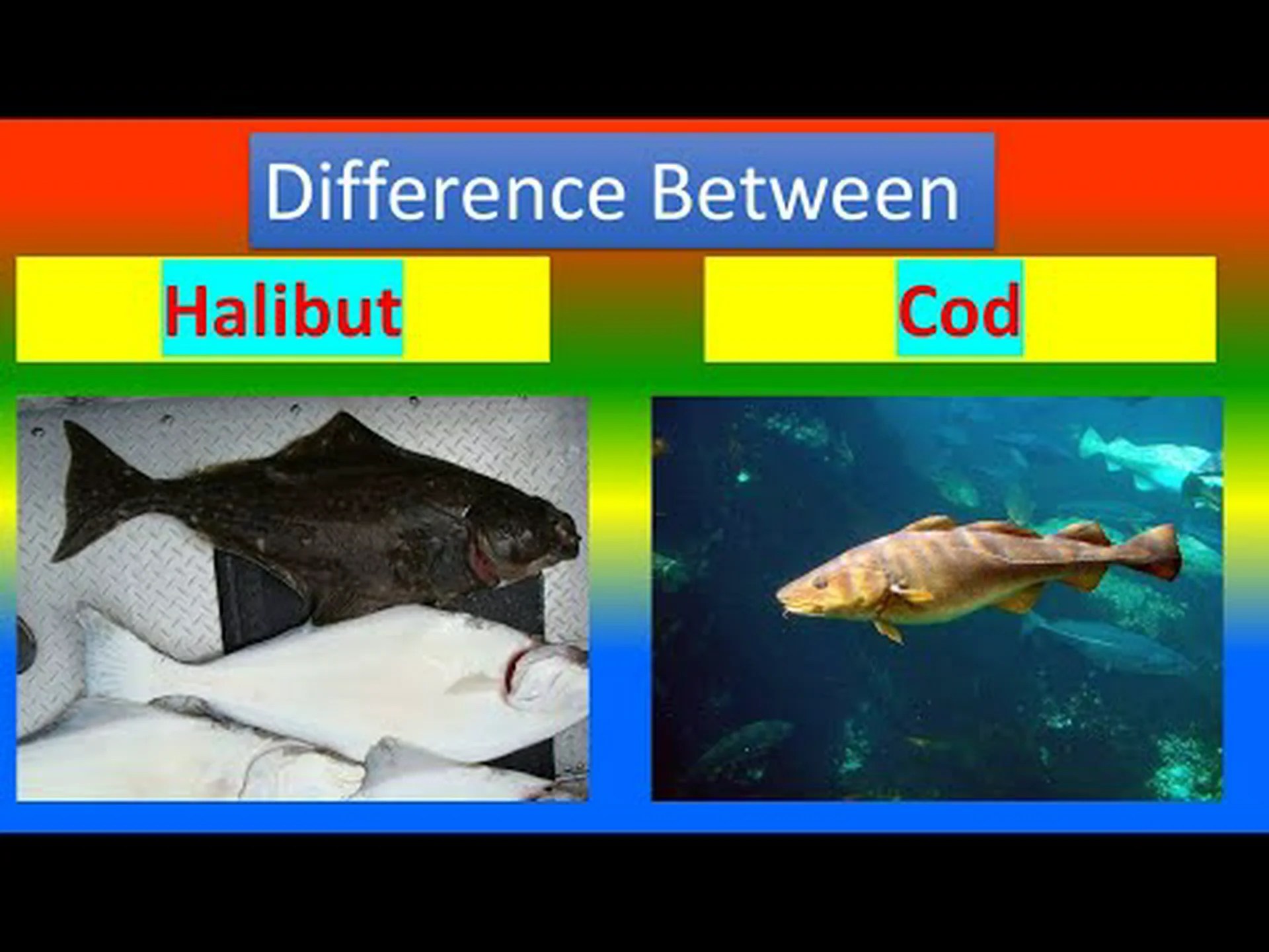 タラとヒラメ: 違いは何ですか? タラとヒラメ: 違いは何ですか?