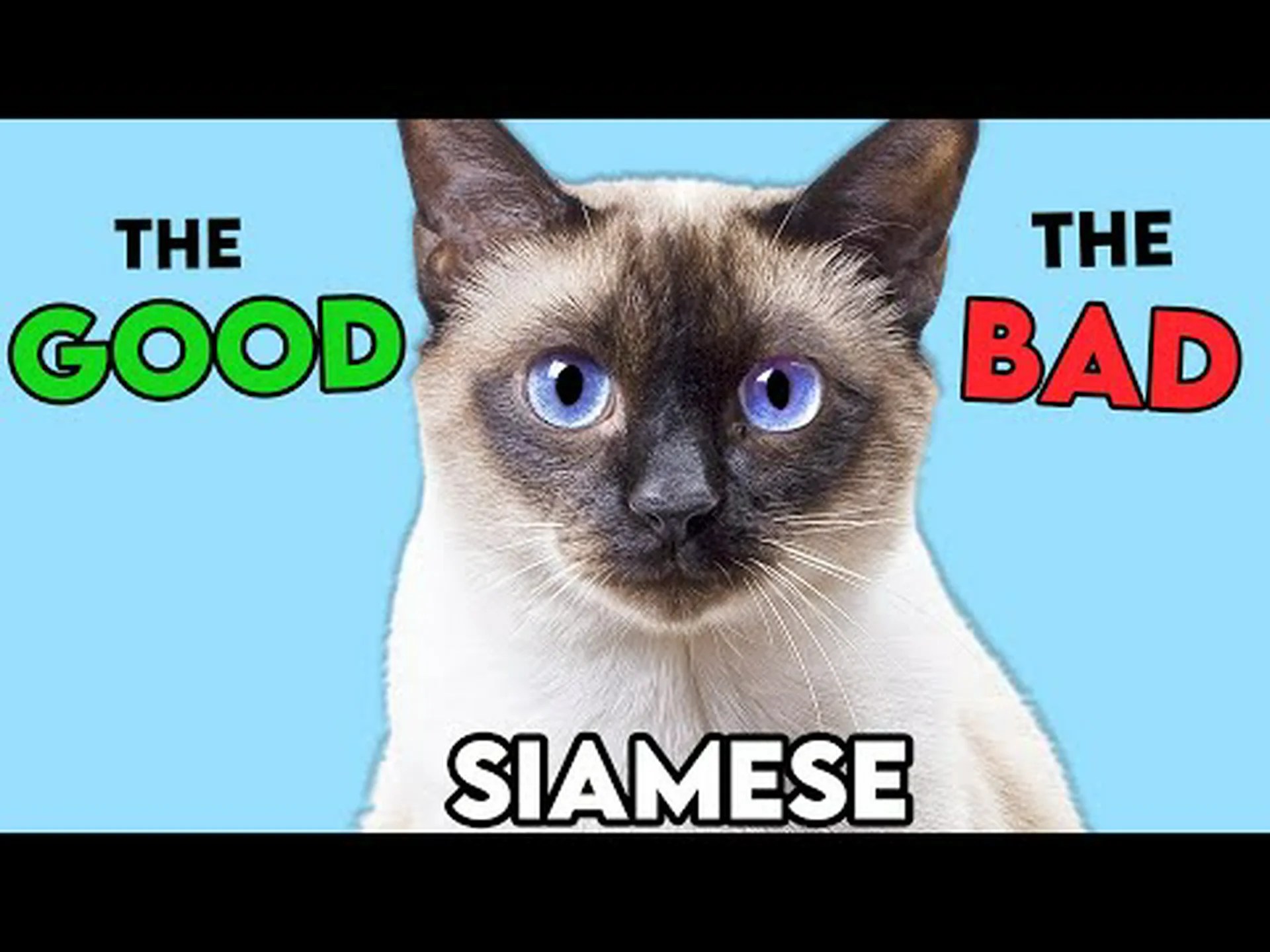 シャムは最も厄介な猫ですか?彼らに関する 6 つのよくある苦情 シャムは最も厄介な猫ですか?彼らに関する 6 つのよくある苦情