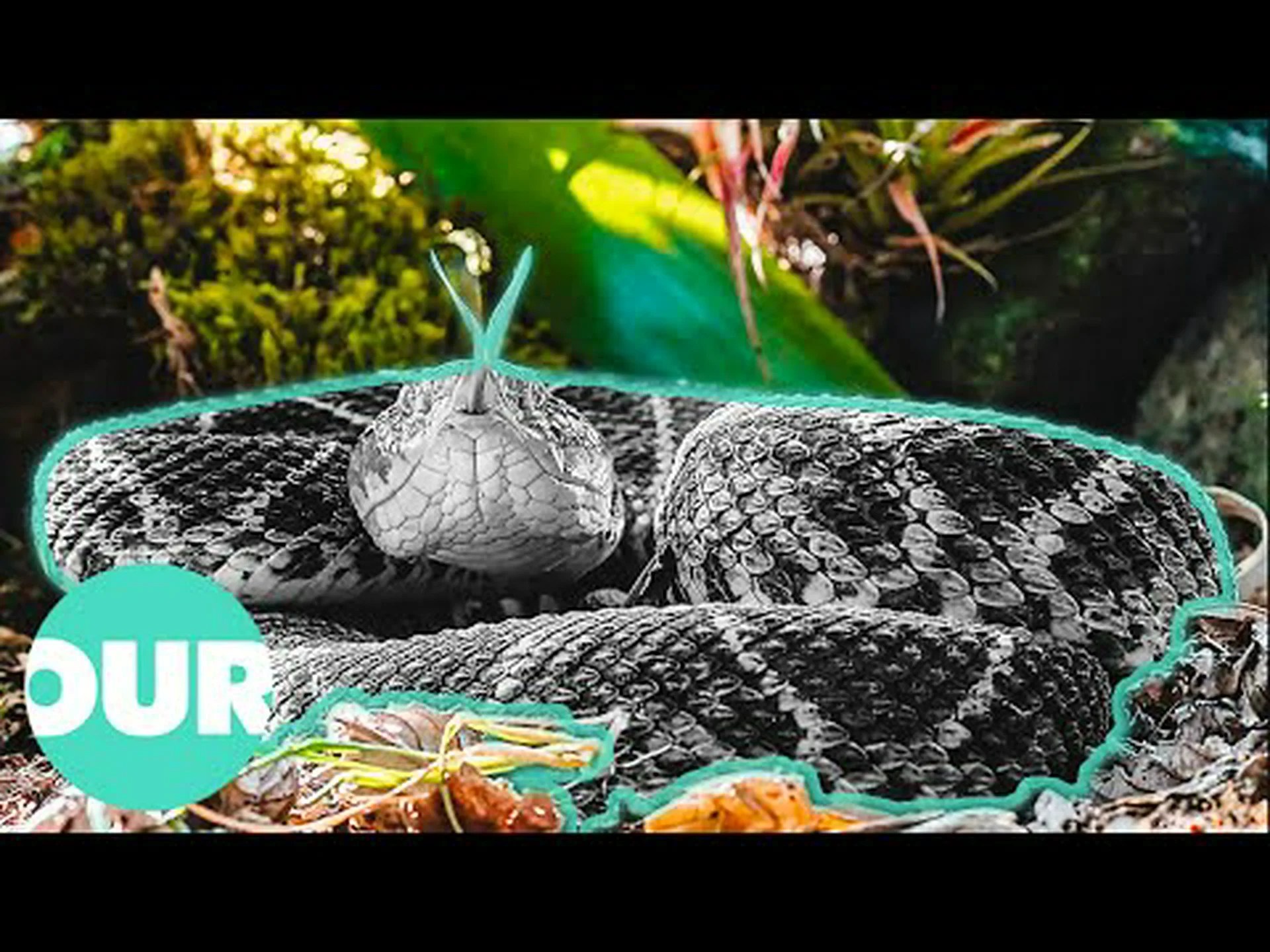 南部の沼地で見つかる 8 匹のヘビ 南部の沼地で見つかる 8 匹のヘビ