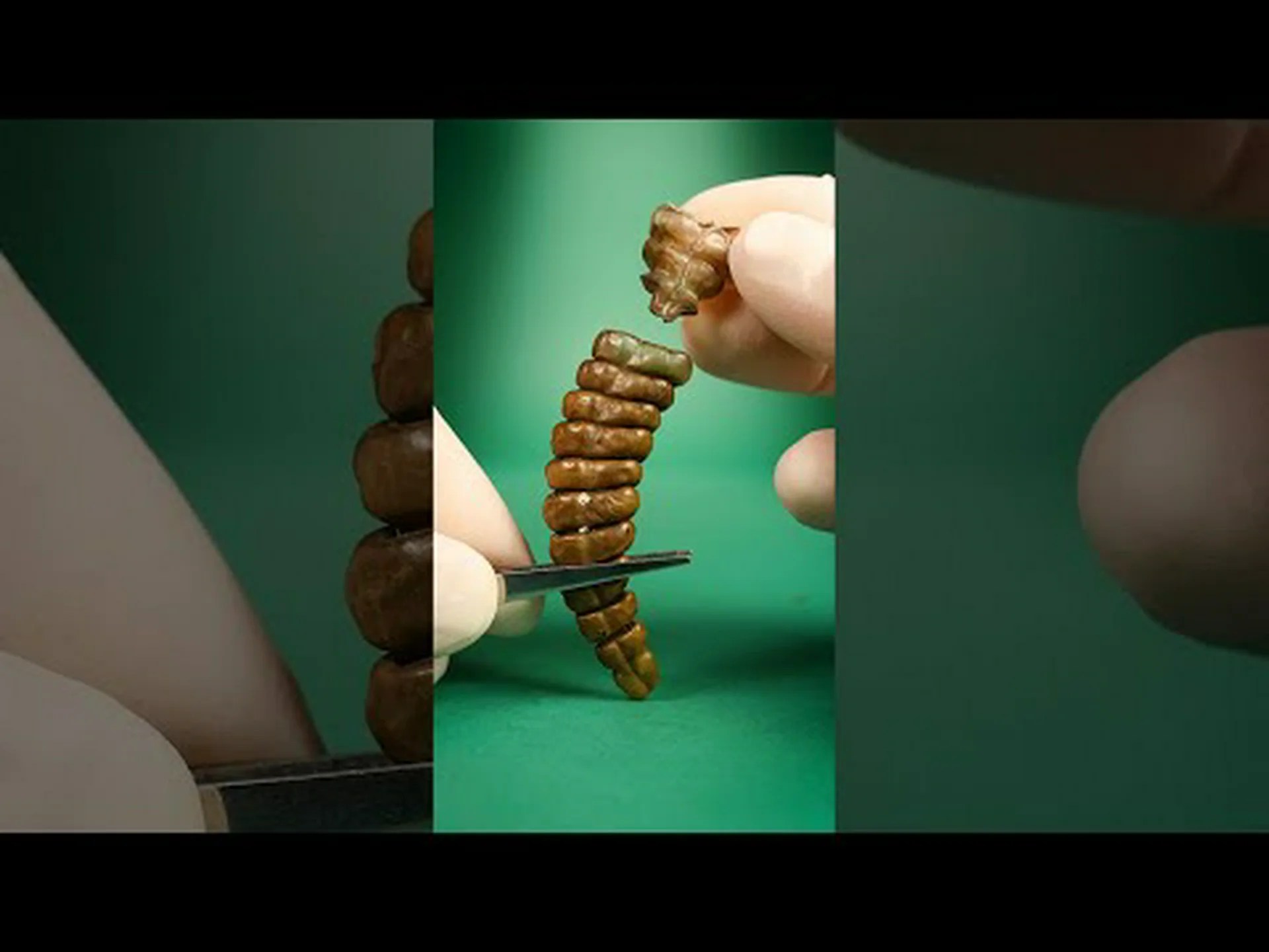 人が触れると地震が起きたかのように蛇の尾がガタガタ鳴るのを見てください 人が触れると地震が起きたかのように蛇の尾がガタガタ鳴るのを見てください