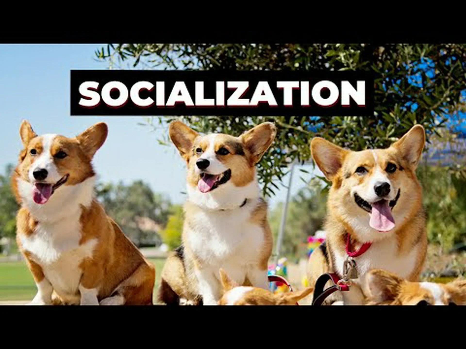 コーギーの進歩: 成長チャート、マイルストーン、トレーニングのヒント コーギーの進歩: 成長チャート、マイルストーン、トレーニングのヒント