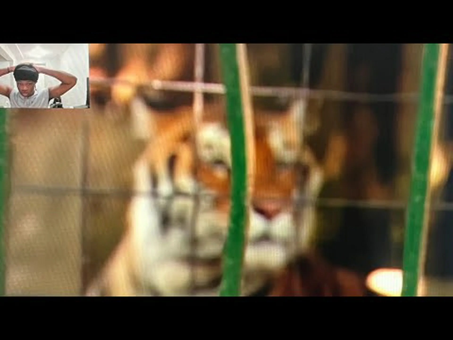 サーカスの行為から逃れて大混乱を引き起こすトラを観察する サーカスの行為から逃れて大混乱を引き起こすトラを観察する