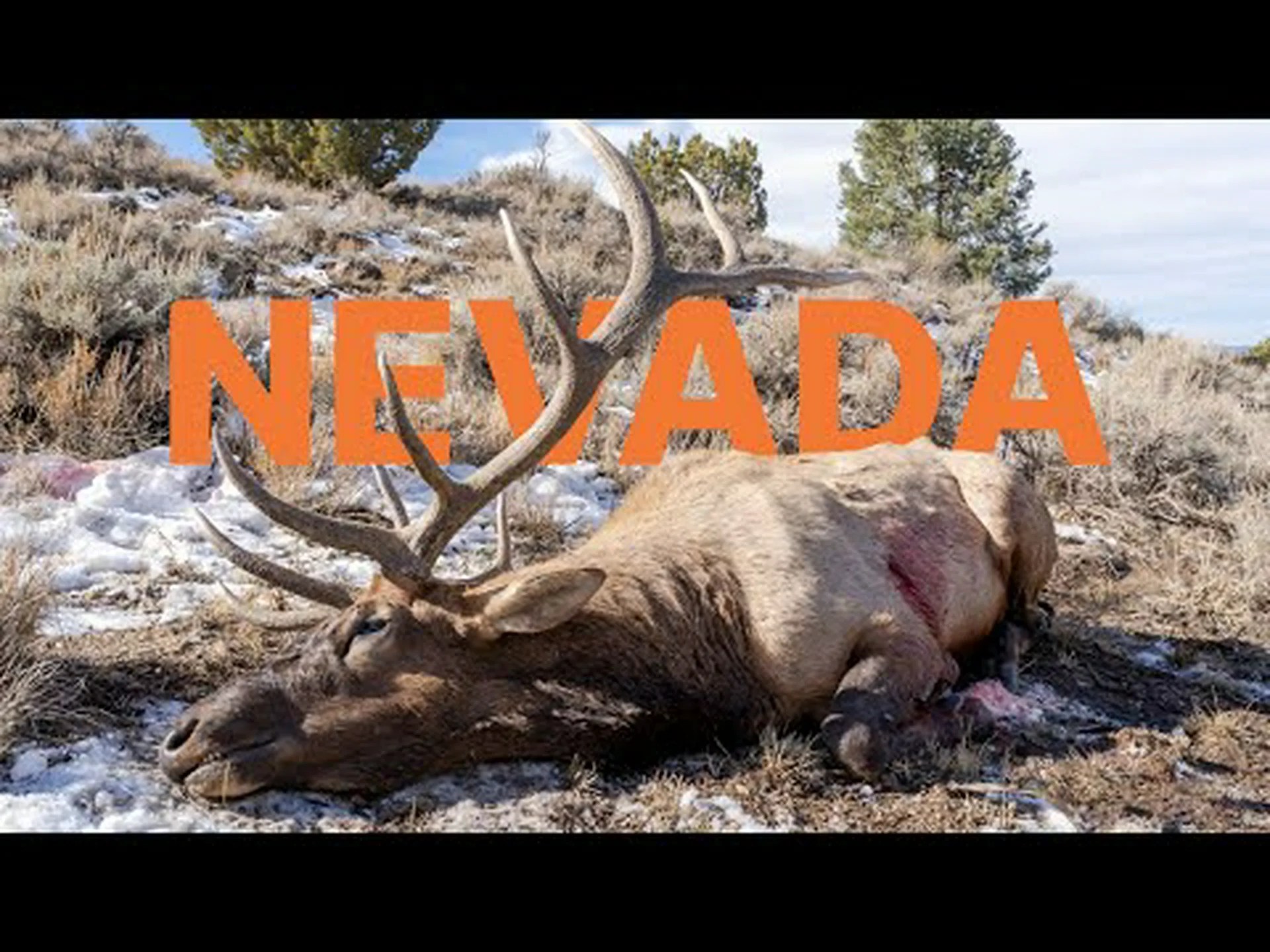 ネバダ州の鹿の季節: 準備のために知っておくべきことすべて ネバダ州の鹿の季節: 準備のために知っておくべきことすべて