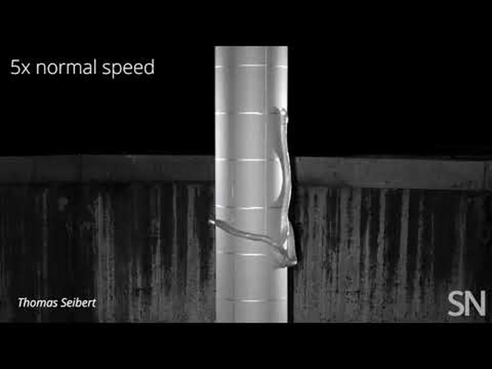 このヘビが木にまっすぐ登る信じられない方法をご覧ください このヘビが木にまっすぐ登る信じられない方法をご覧ください