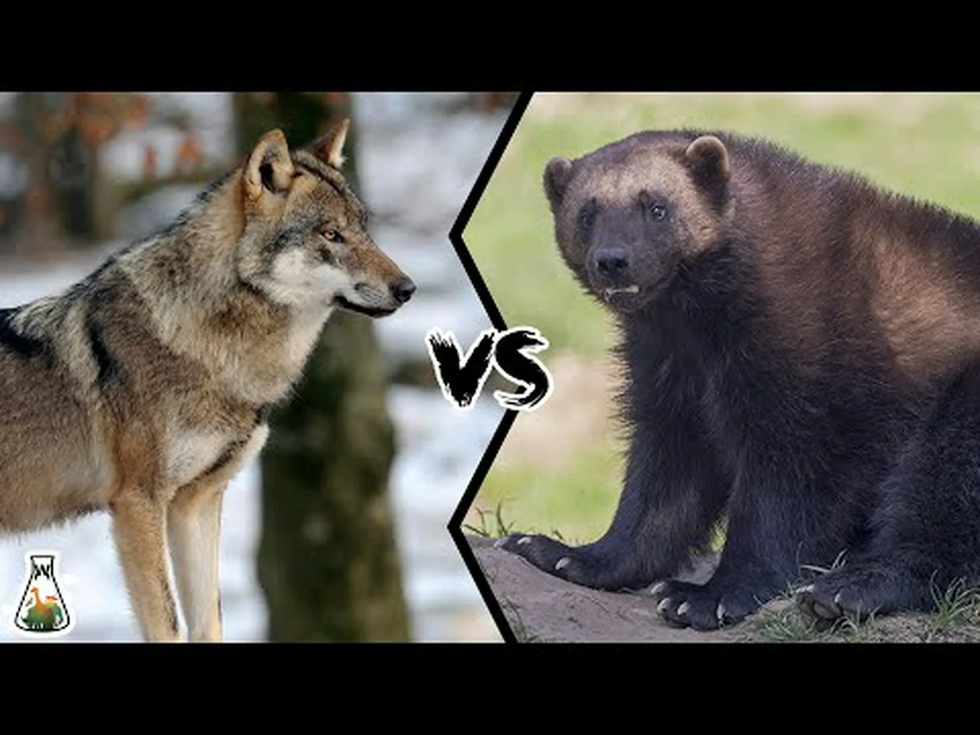 ウルヴァリン vs ウルフ: 戦ったらどちらが勝つでしょうか? ウルヴァリン vs ウルフ: 戦ったらどちらが勝つでしょうか?