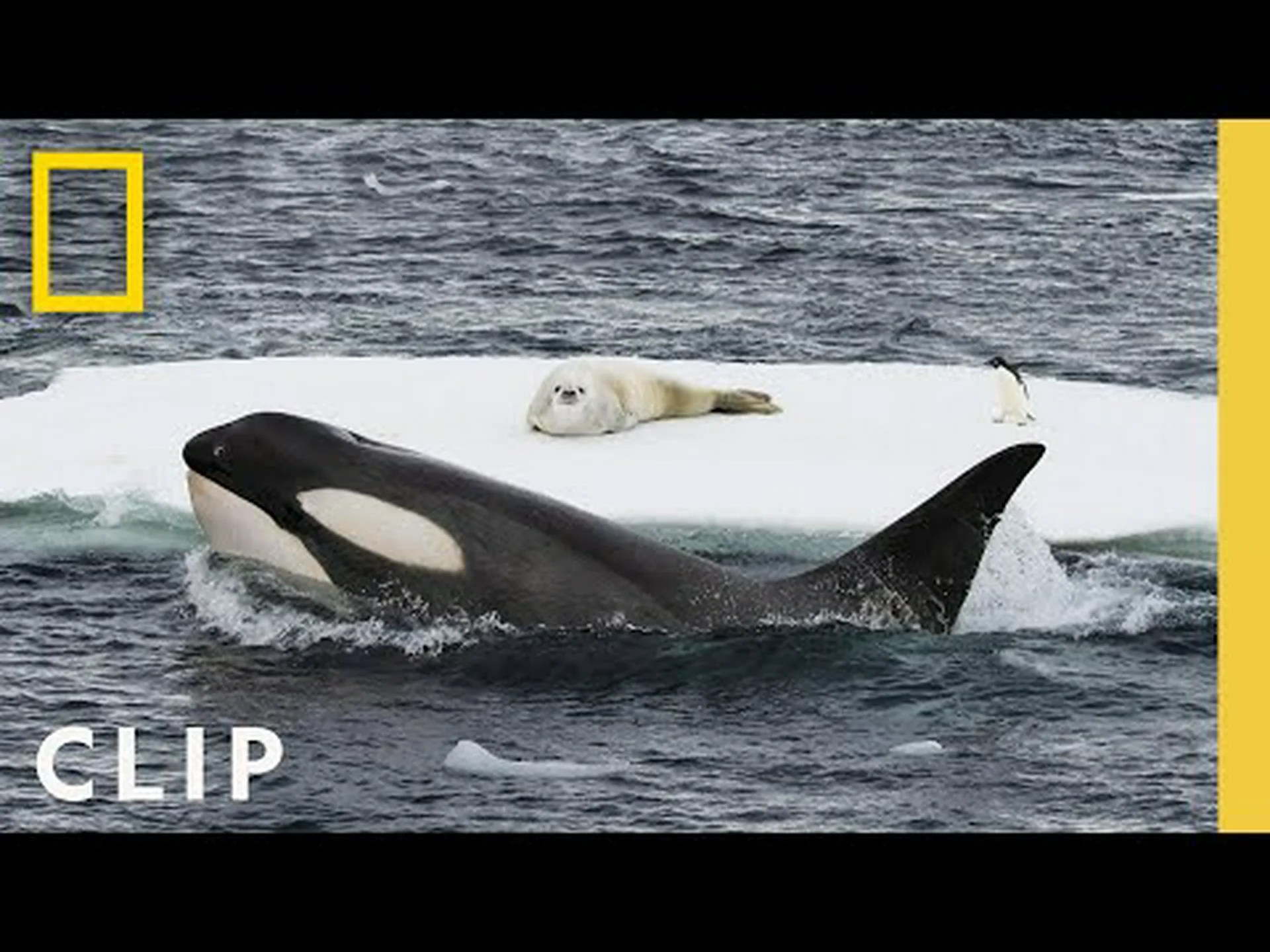 この素晴らしいビデオで、米国とカナダの国境付近で戦うシャチとザトウクジラをご覧ください。 この素晴らしいビデオで、米国とカナダの国境付近で戦うシャチとザトウクジラをご覧ください。