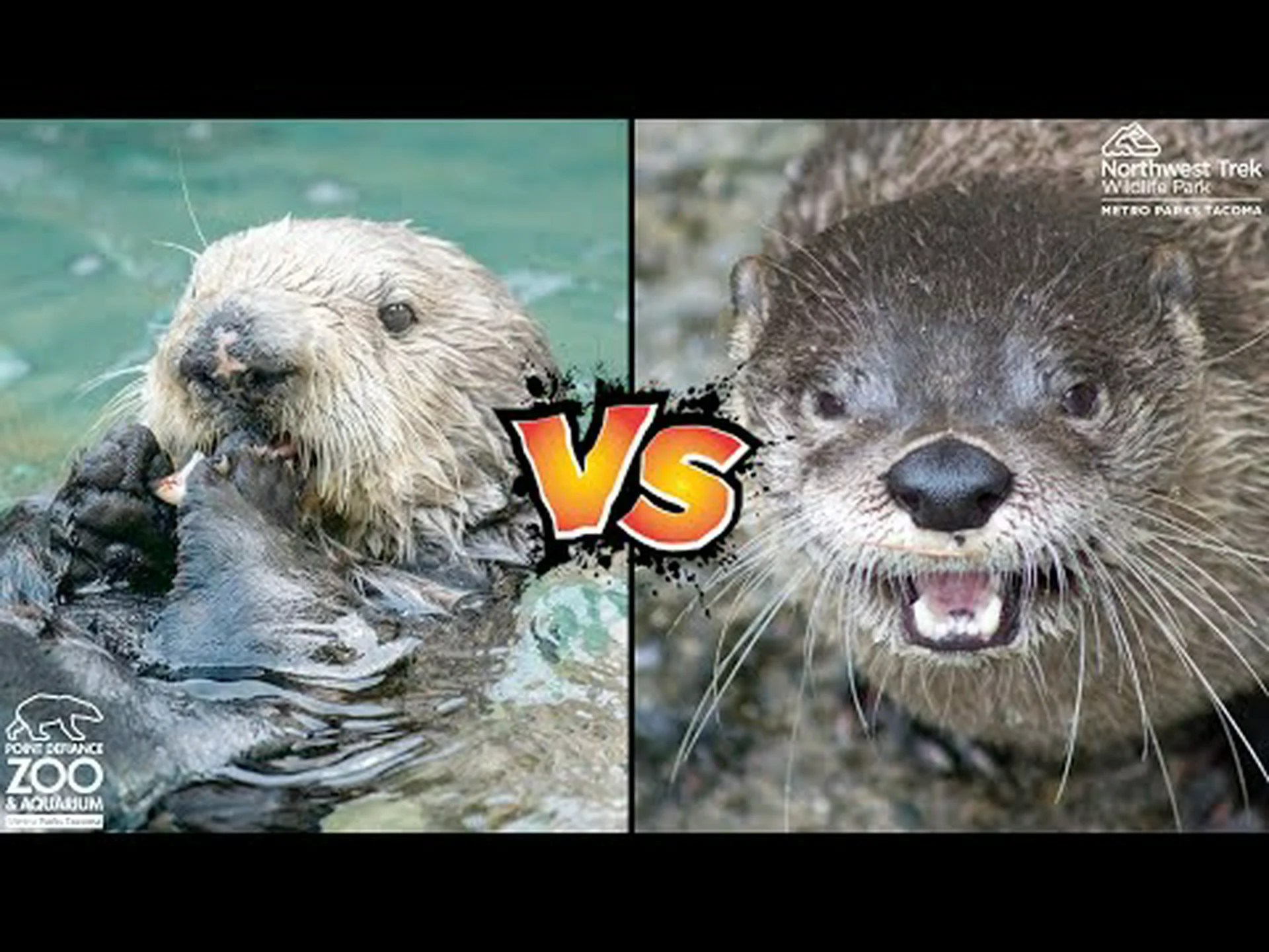 カワウソとラッコ: 5 つの主な違い カワウソとラッコ: 5 つの主な違い