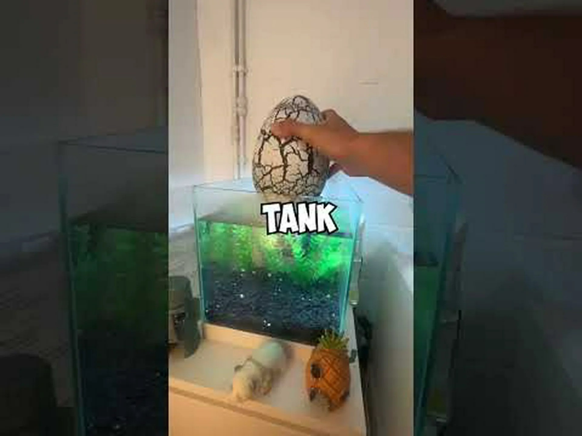 27年間孵化しない卵を産む、信じられないほどの三つ目恐竜エビを発見する 27年間孵化しない卵を産む、信じられないほどの三つ目恐竜エビを発見する