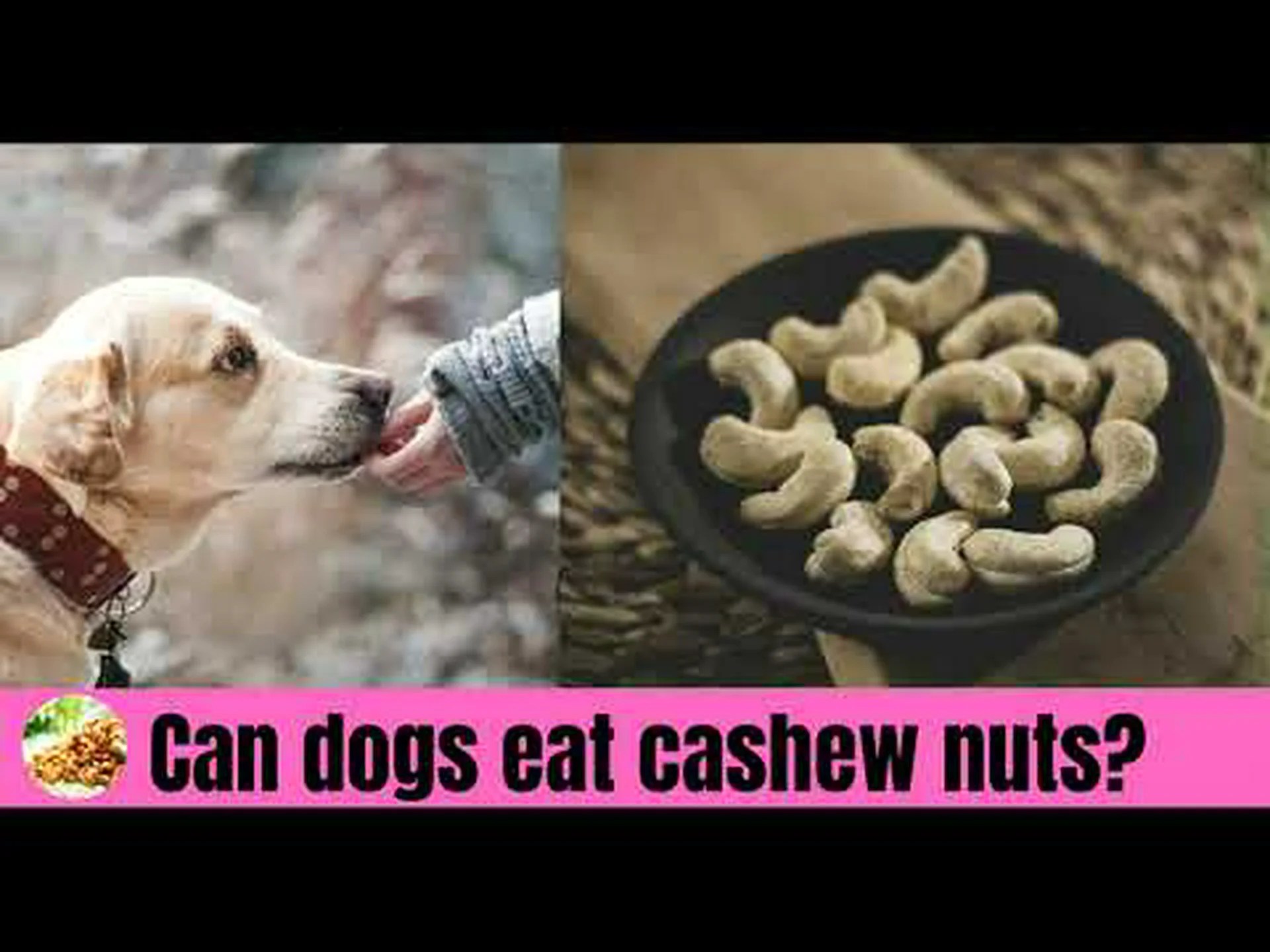 犬はカシューナッツを安全に食べられますか?知っておくべきこと 犬はカシューナッツを安全に食べられますか?知っておくべきこと