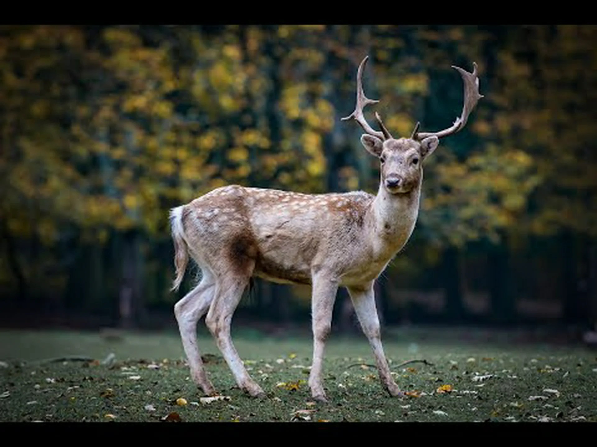 ダマジカ vs オジロジカ ダマジカ vs オジロジカ