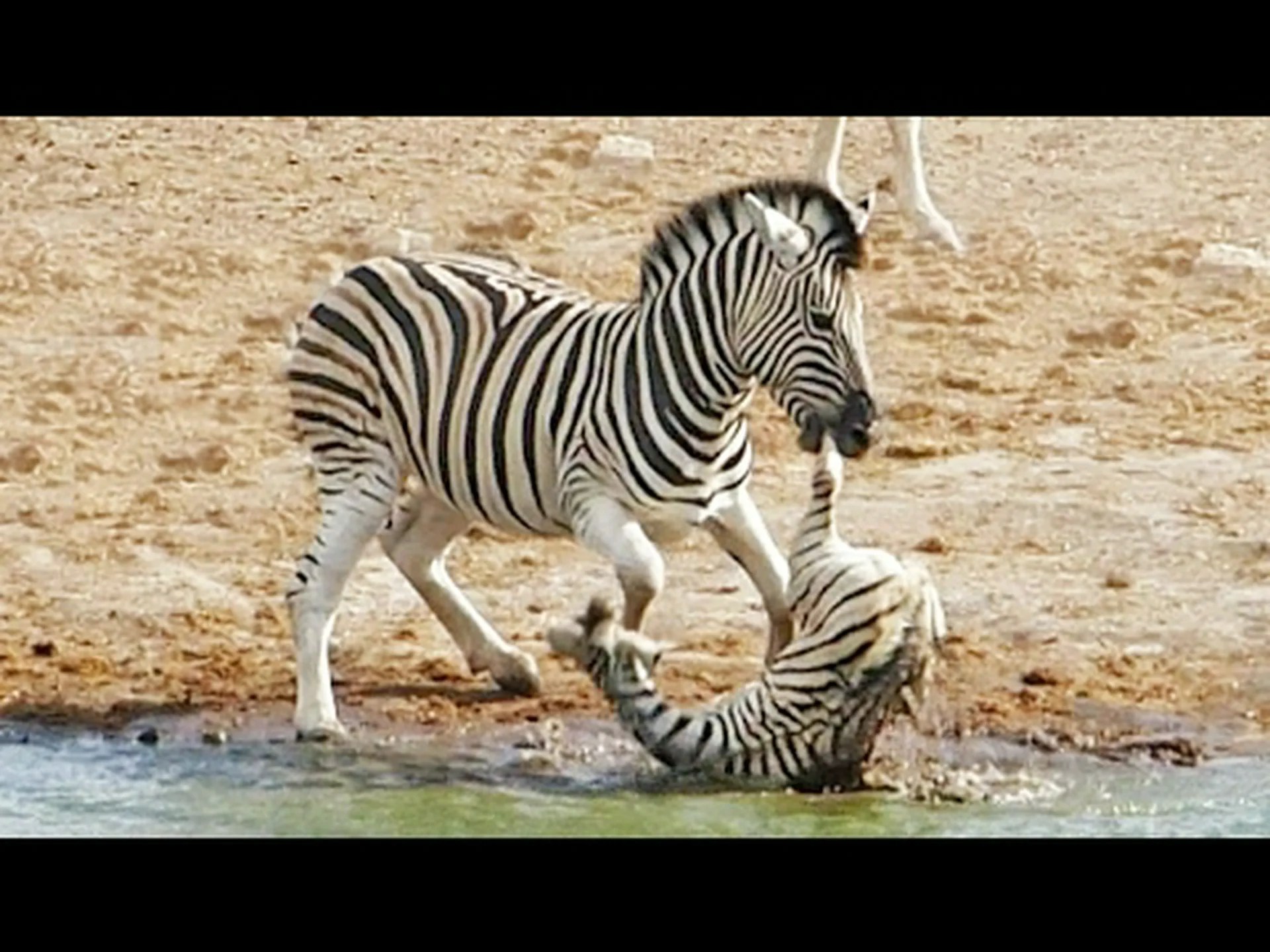 いじめっ子シマウマの雄、自分の子供ではないという理由だけで赤ちゃんシマウマを溺れさせようとする いじめっ子シマウマの雄、自分の子供ではないという理由だけで赤ちゃんシマウマを溺れさせようとする