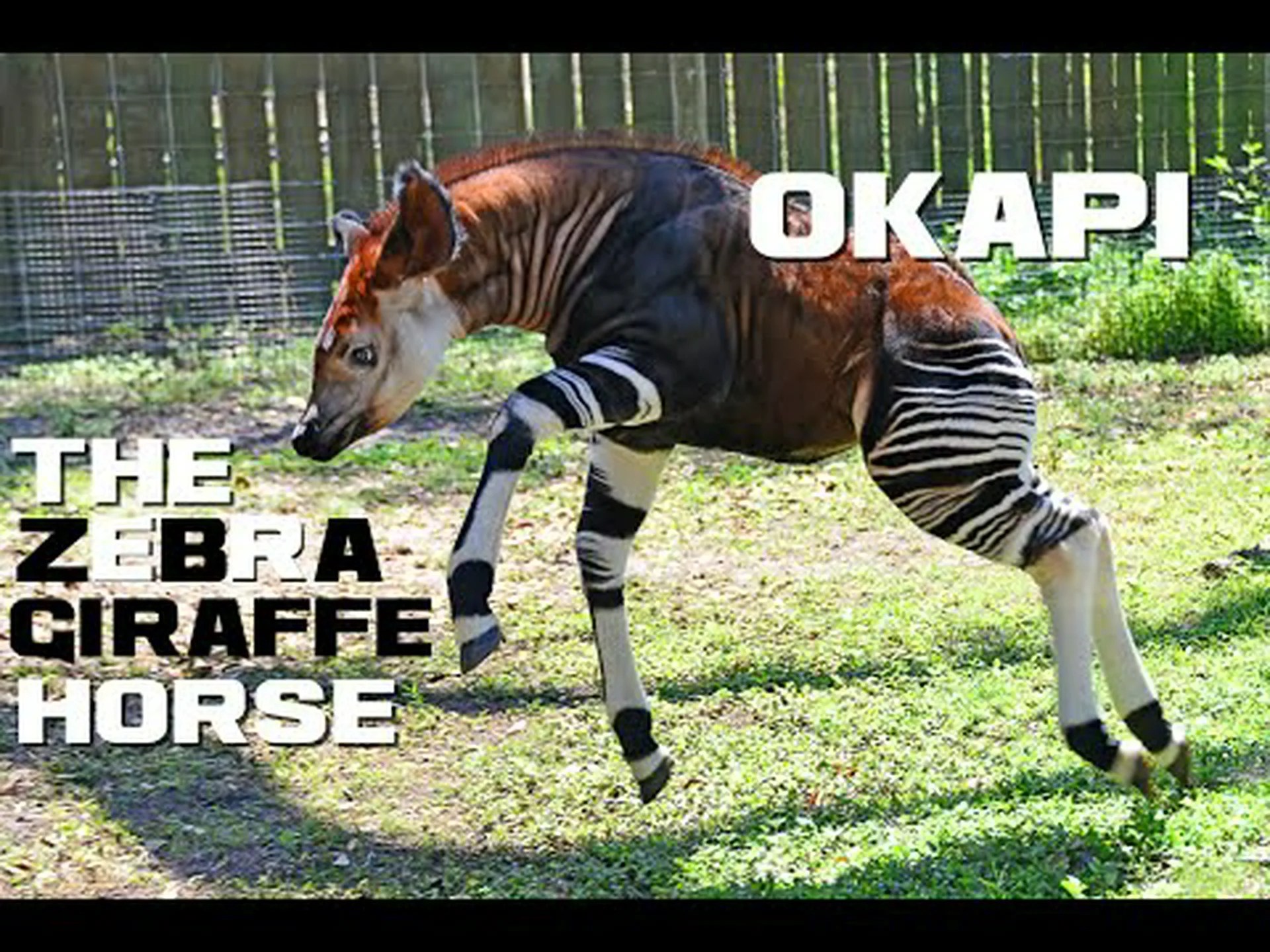オカピに関する 10 の驚くべき事実 オカピに関する 10 の驚くべき事実