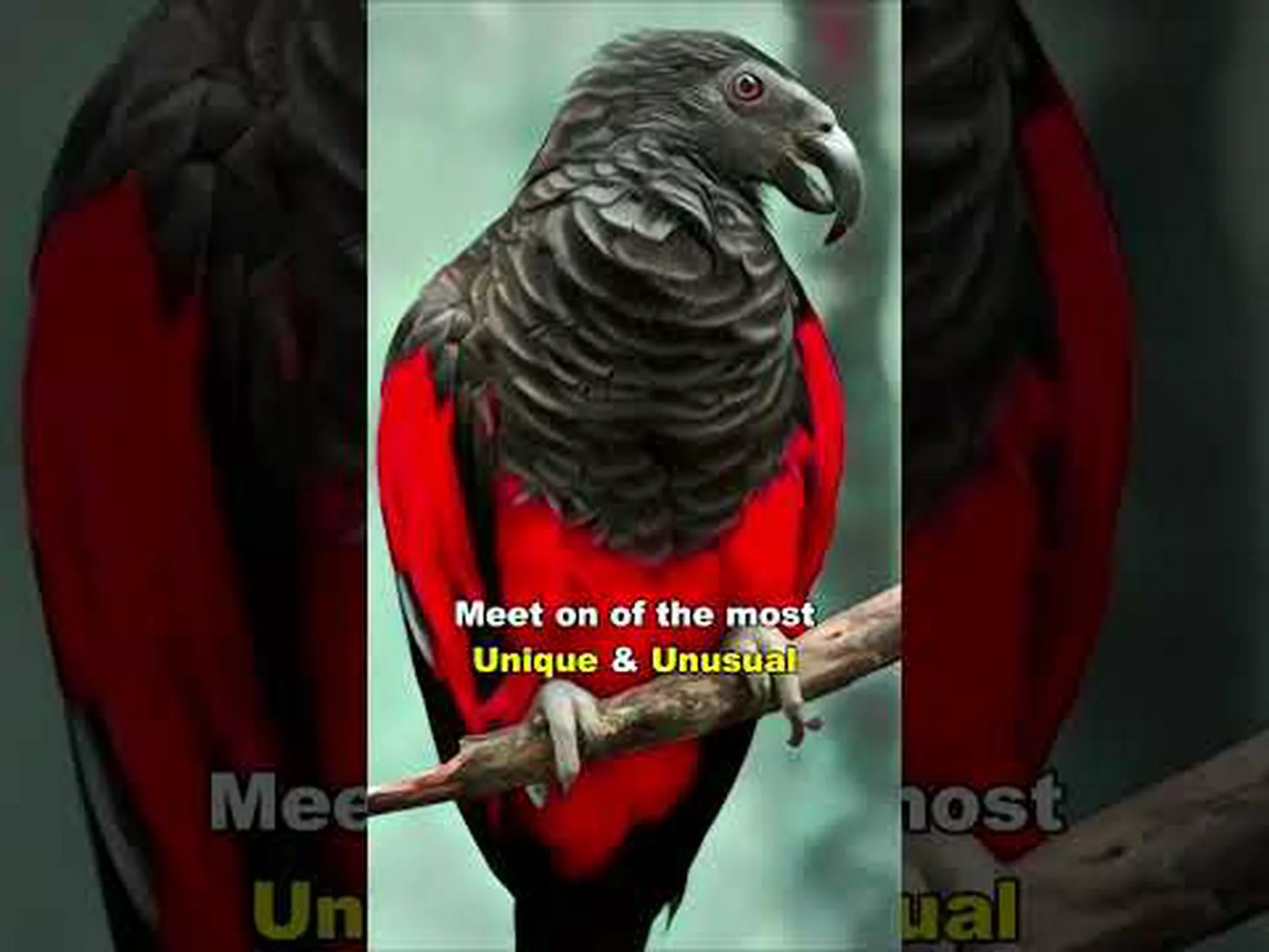 ペスケのオウム (ドラキュラ オウム)についていくつかの驚くべき事実を発見した! ペスケのオウム (ドラキュラ オウム)についていくつかの驚くべき事実を発見した!