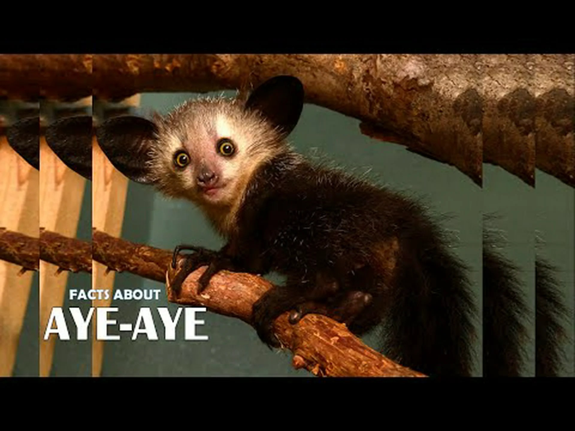 アイアイに関する 10 の驚くべき事実 アイアイに関する 10 の驚くべき事実