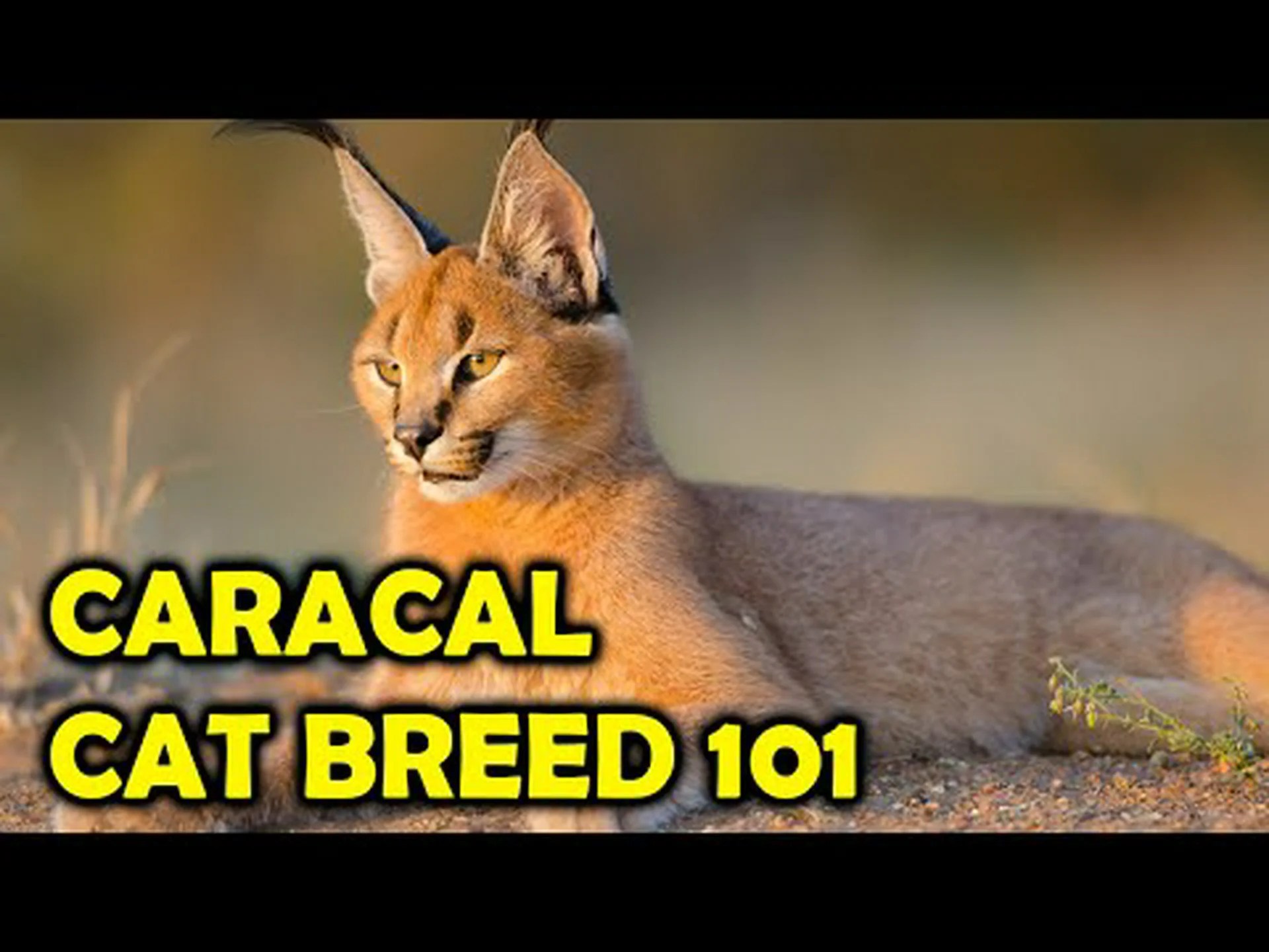 カラカルはペットに適していますか?飼いならすのが難しい猫 カラカルはペットに適していますか?飼いならすのが難しい猫