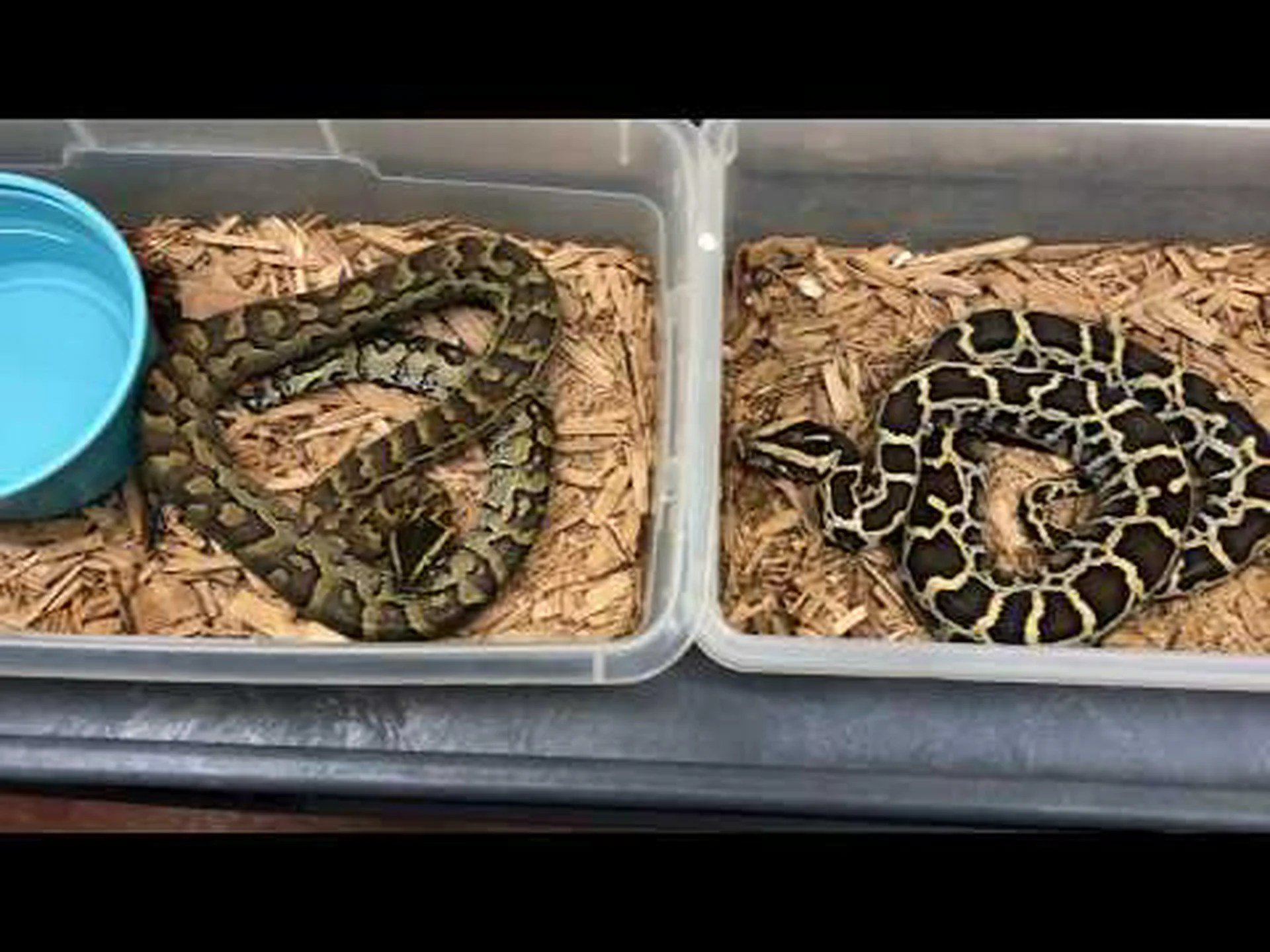 ロックパイソンとビルマニシキヘビ: どう違うの? ロックパイソンとビルマニシキヘビ: どう違うの?