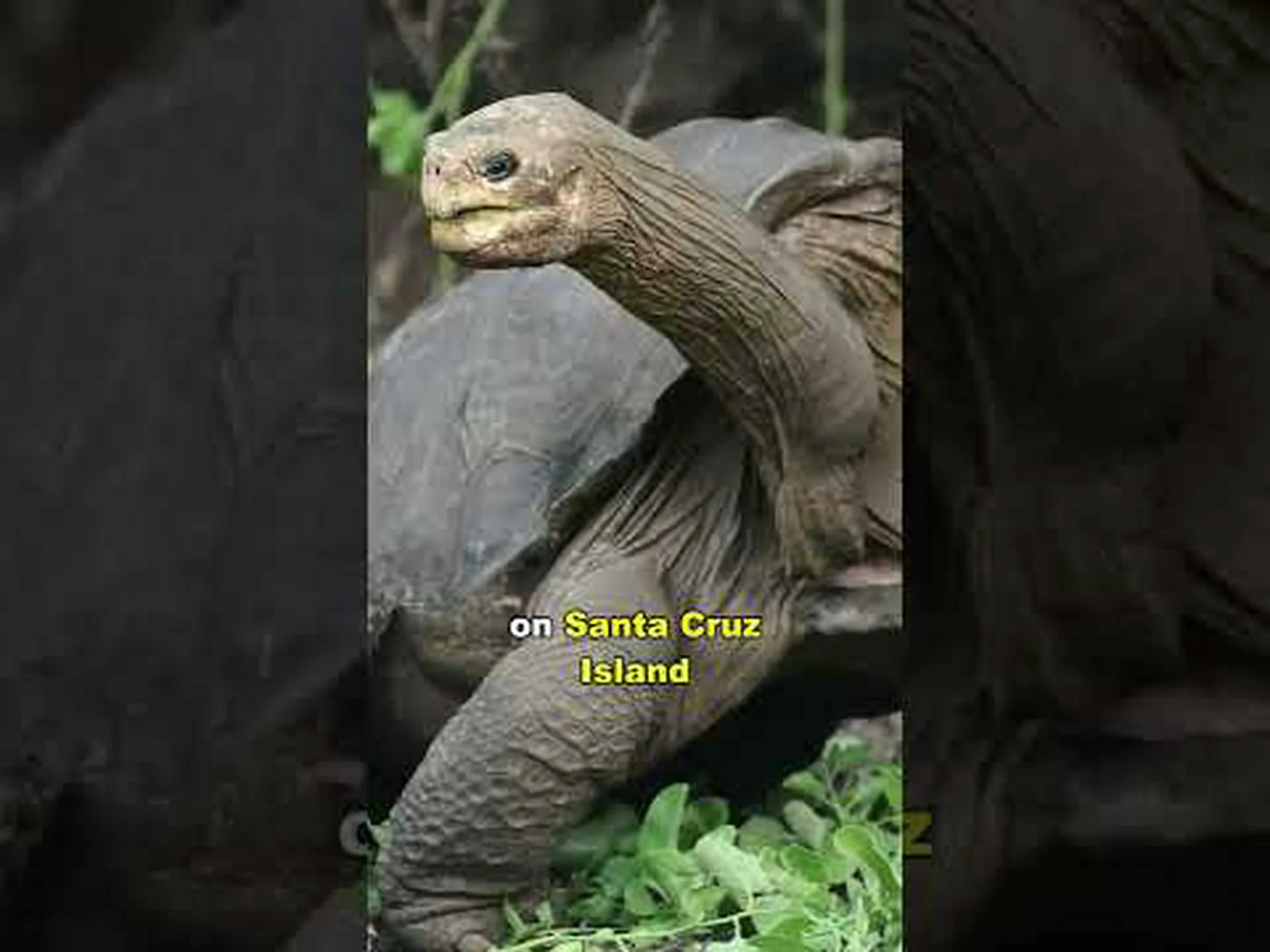 かつて地球を歩き回っていた巨大な古代のカメに会いましょう かつて地球を歩き回っていた巨大な古代のカメに会いましょう