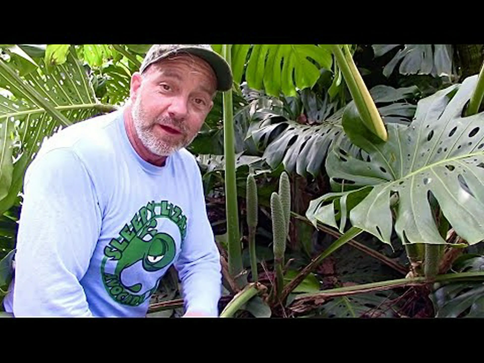 史上最大のモンステラ植物を発見 史上最大のモンステラ植物を発見