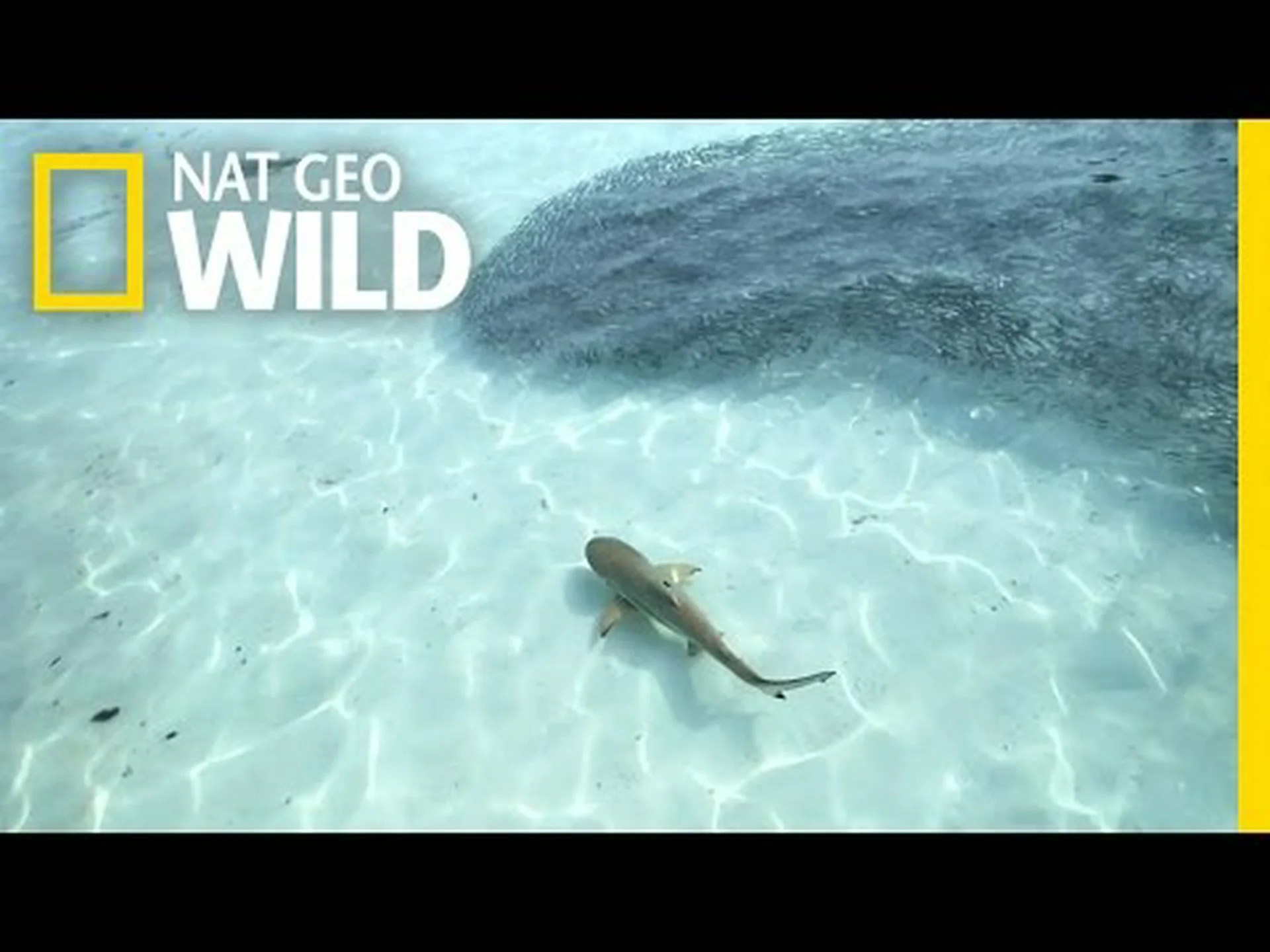 数十匹のツユクサがビーチに群がり、猛烈な餌を食べる 数十匹のツユクサがビーチに群がり、猛烈な餌を食べる