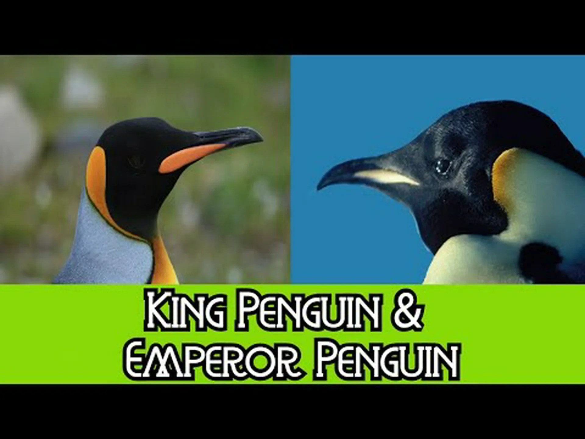 オウサマペンギンとコウテイペンギン: 違いは何ですか? オウサマペンギンとコウテイペンギン: 違いは何ですか?