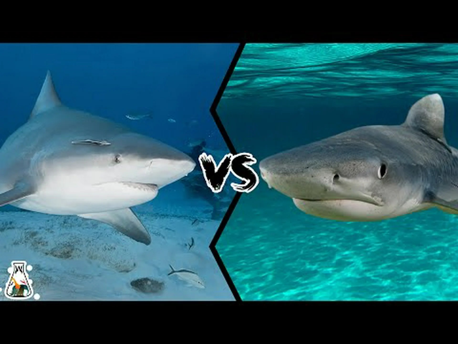 オオメジロザメとイタチザメ: 違いは何ですか? オオメジロザメとイタチザメ: 違いは何ですか?