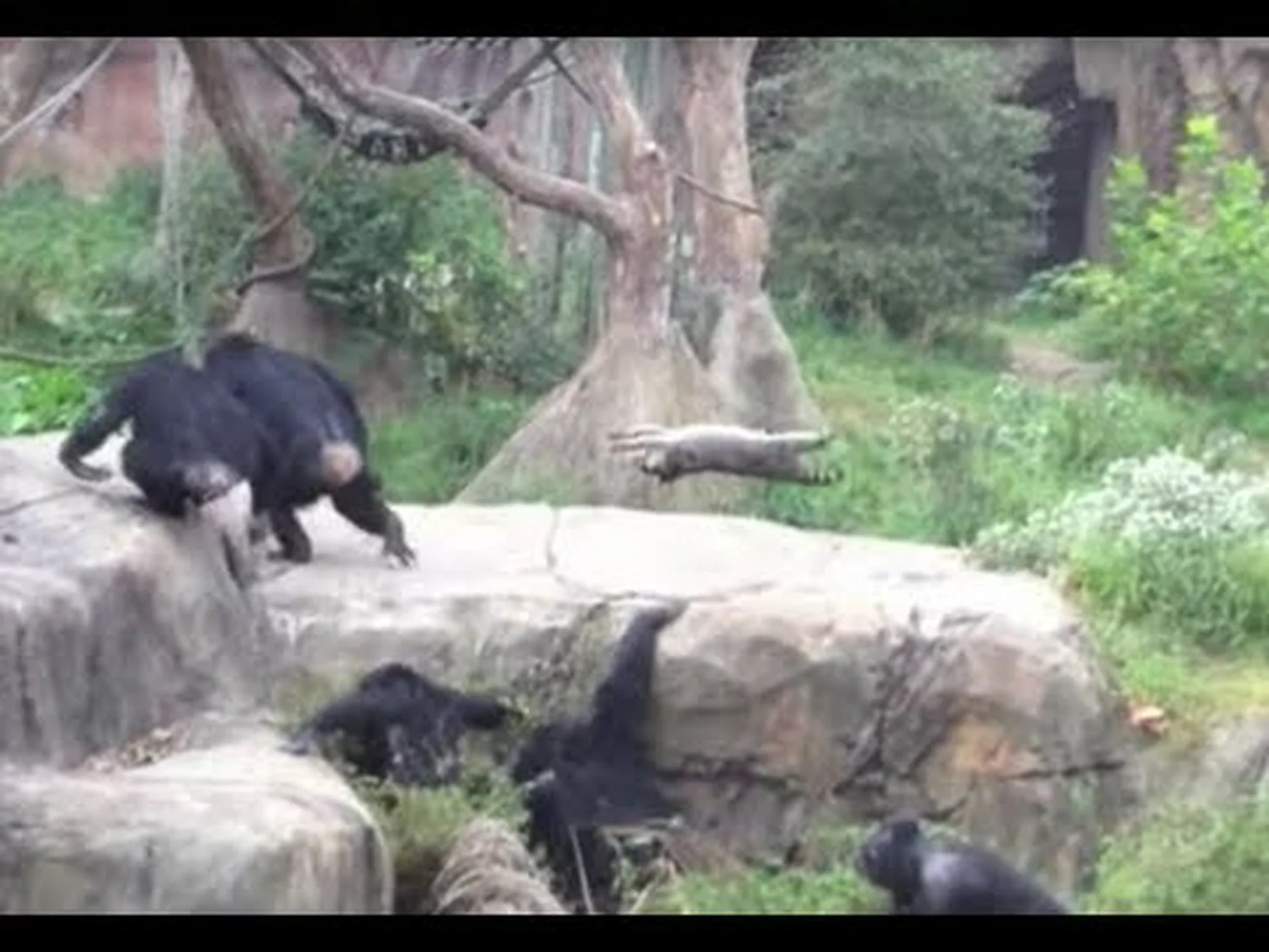 アライグマとフリスビーをするチンパンジーの群れを観察する アライグマとフリスビーをするチンパンジーの群れを観察する