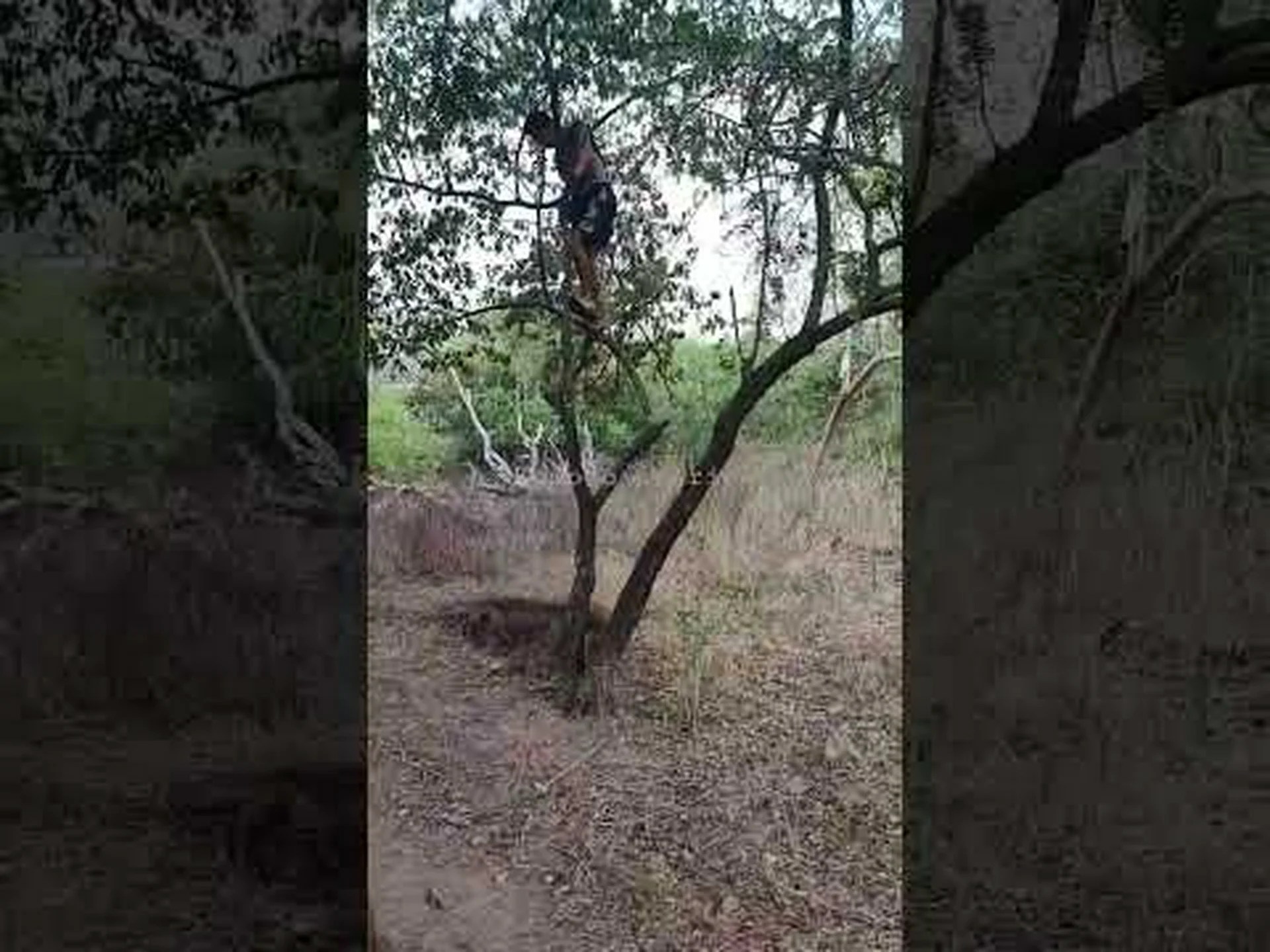 コモドオオトカゲの攻撃がどのように見えるかを一人称視点で見る コモドオオトカゲの攻撃がどのように見えるかを一人称視点で見る