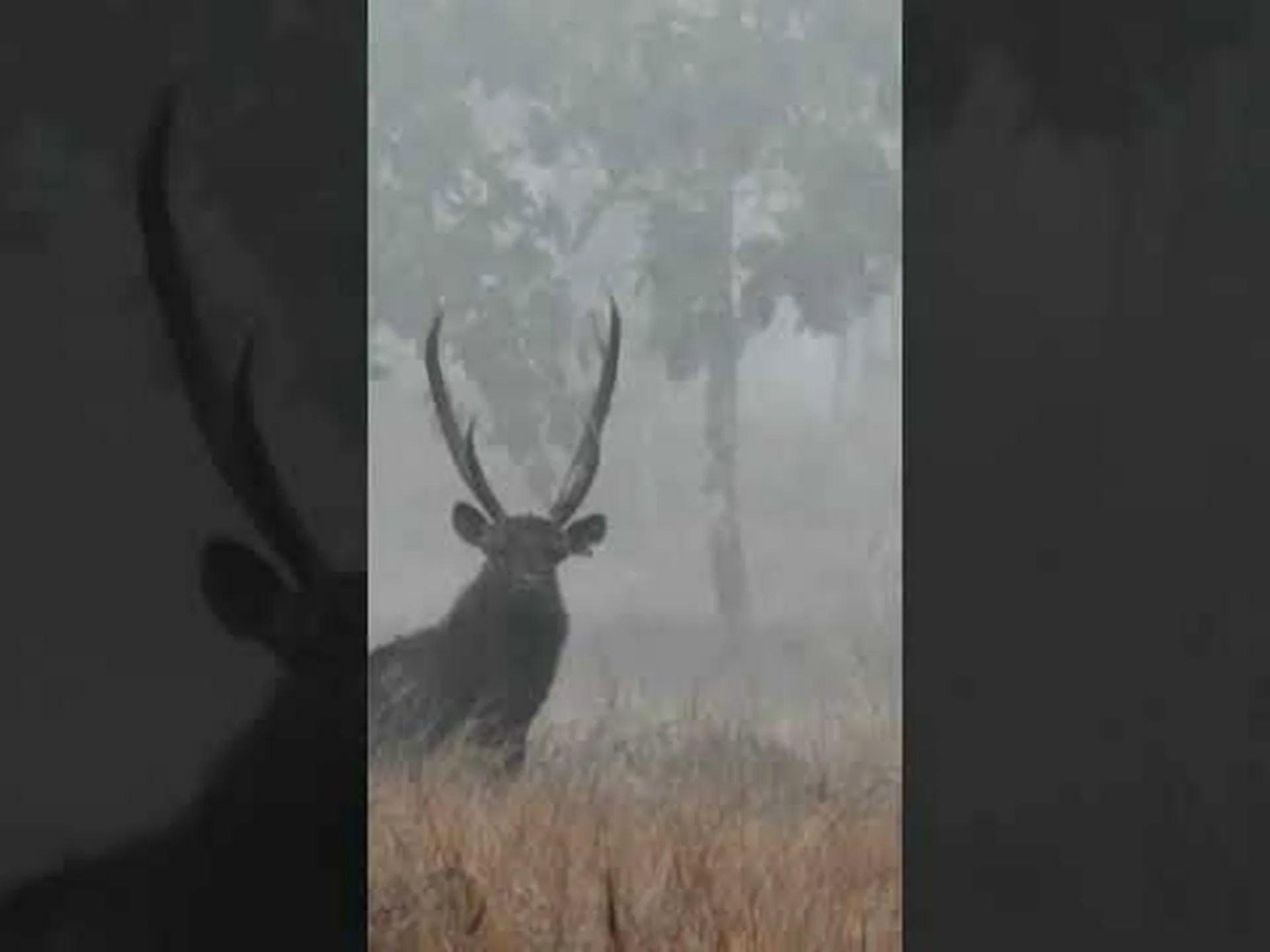 サンバーディア vs ヘラジカ サンバーディア vs ヘラジカ