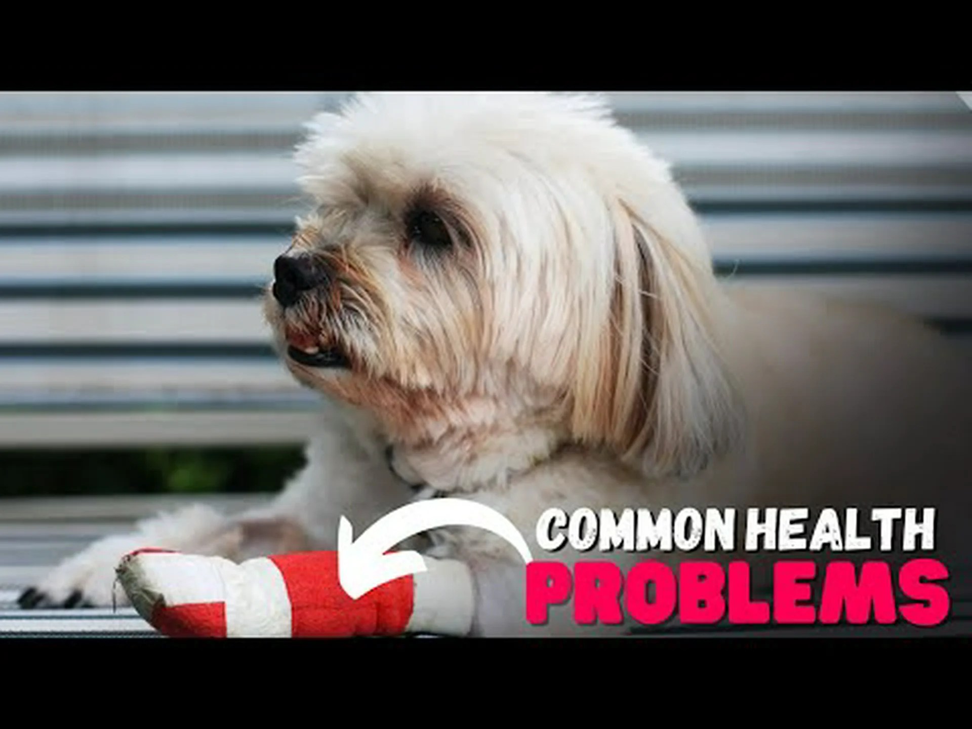 シーズーに見られる15の一般的な健康上の問題 シーズーに見られる15の一般的な健康上の問題