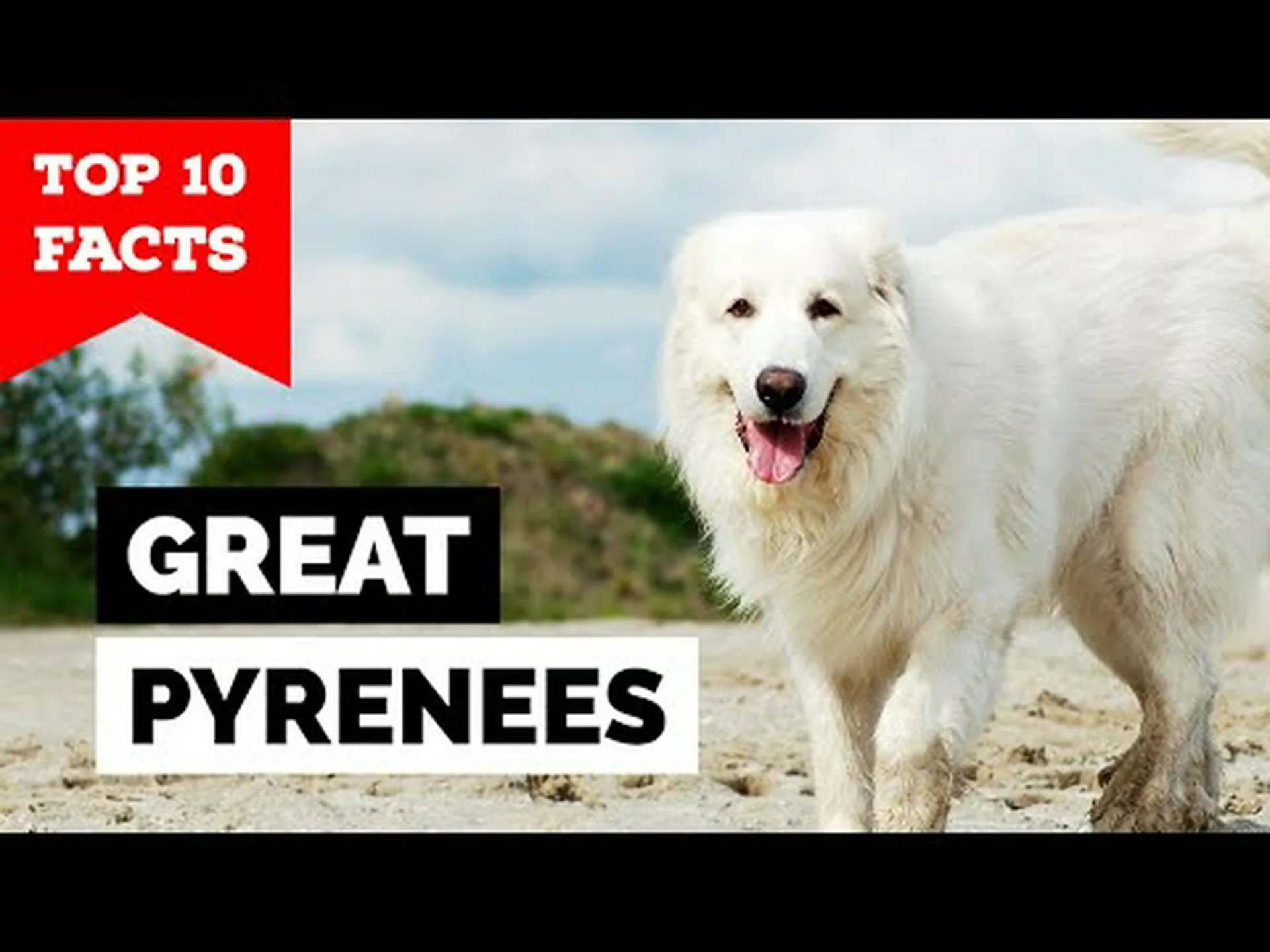 グレート ピレネーに関する 10 の驚くべき事実 グレート ピレネーに関する 10 の驚くべき事実