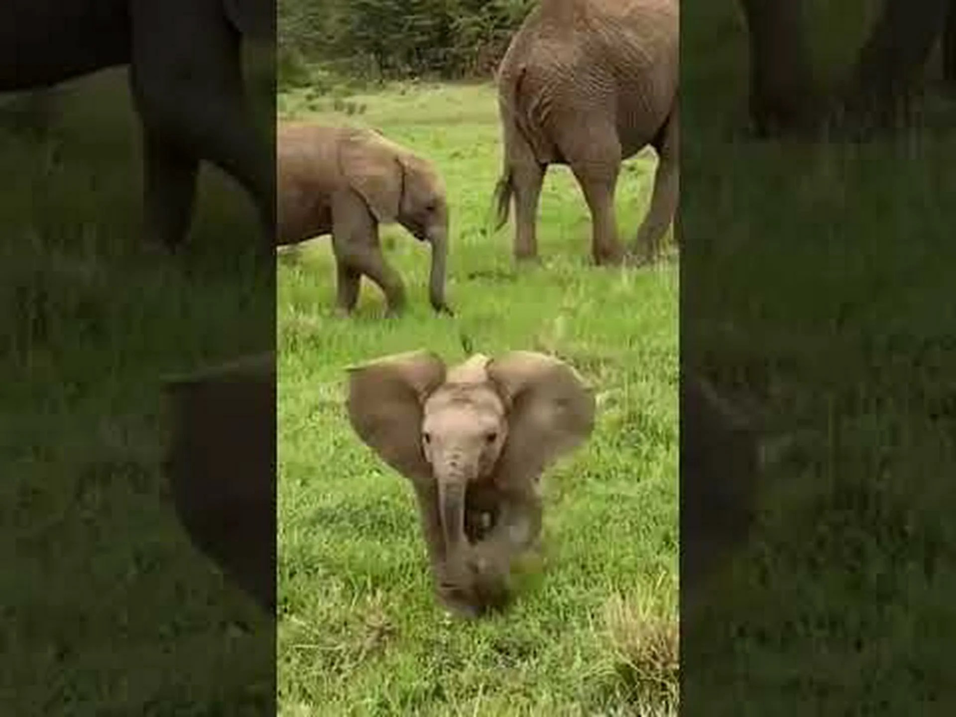 小さな鳥を相手に突撃練習をするかわいい赤ちゃんゾウを観察する 小さな鳥を相手に突撃練習をするかわいい赤ちゃんゾウを観察する