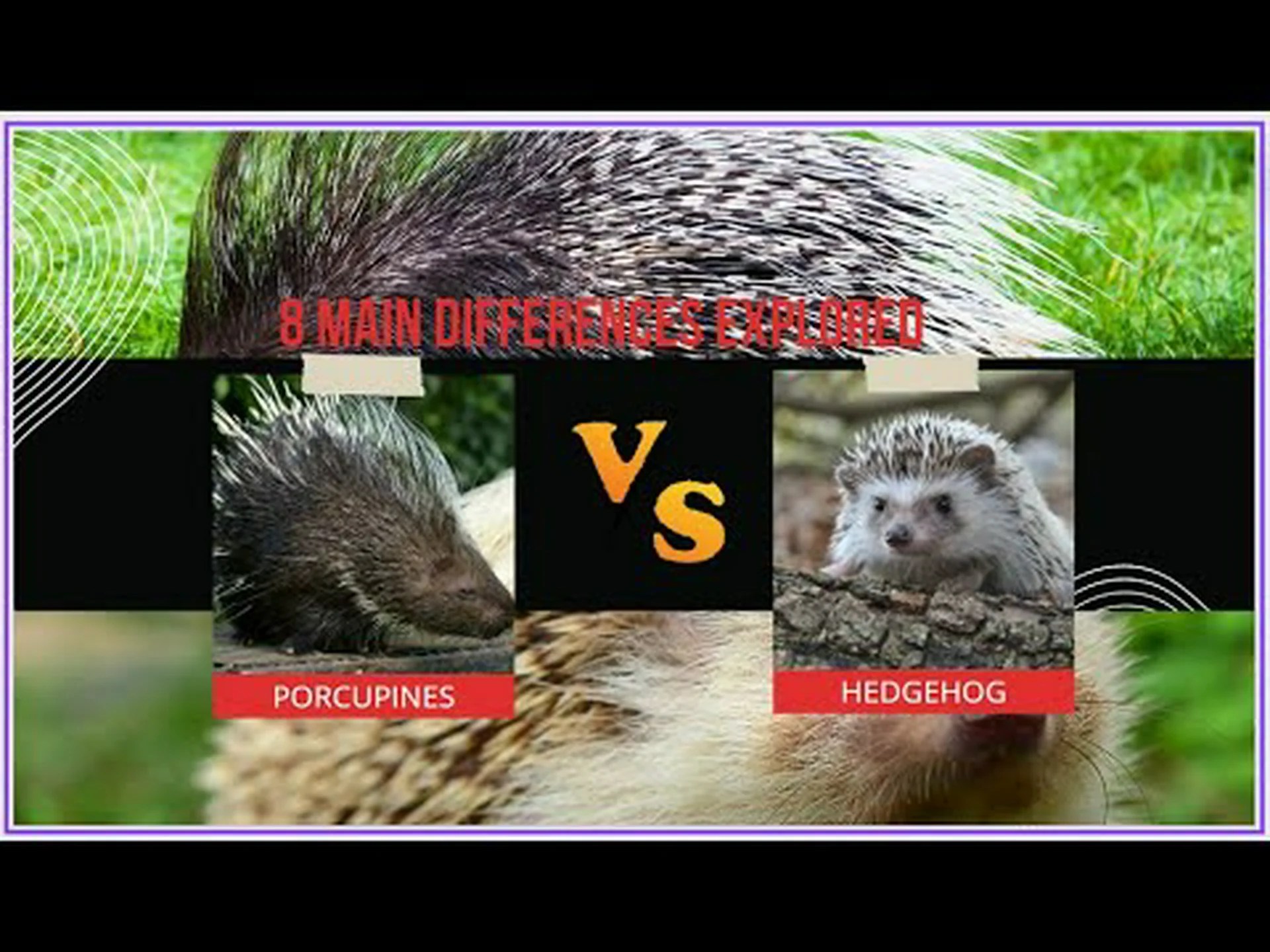 ヤマアラシとハリネズミ: 調査された 8 つの主な違い ヤマアラシとハリネズミ: 調査された 8 つの主な違い