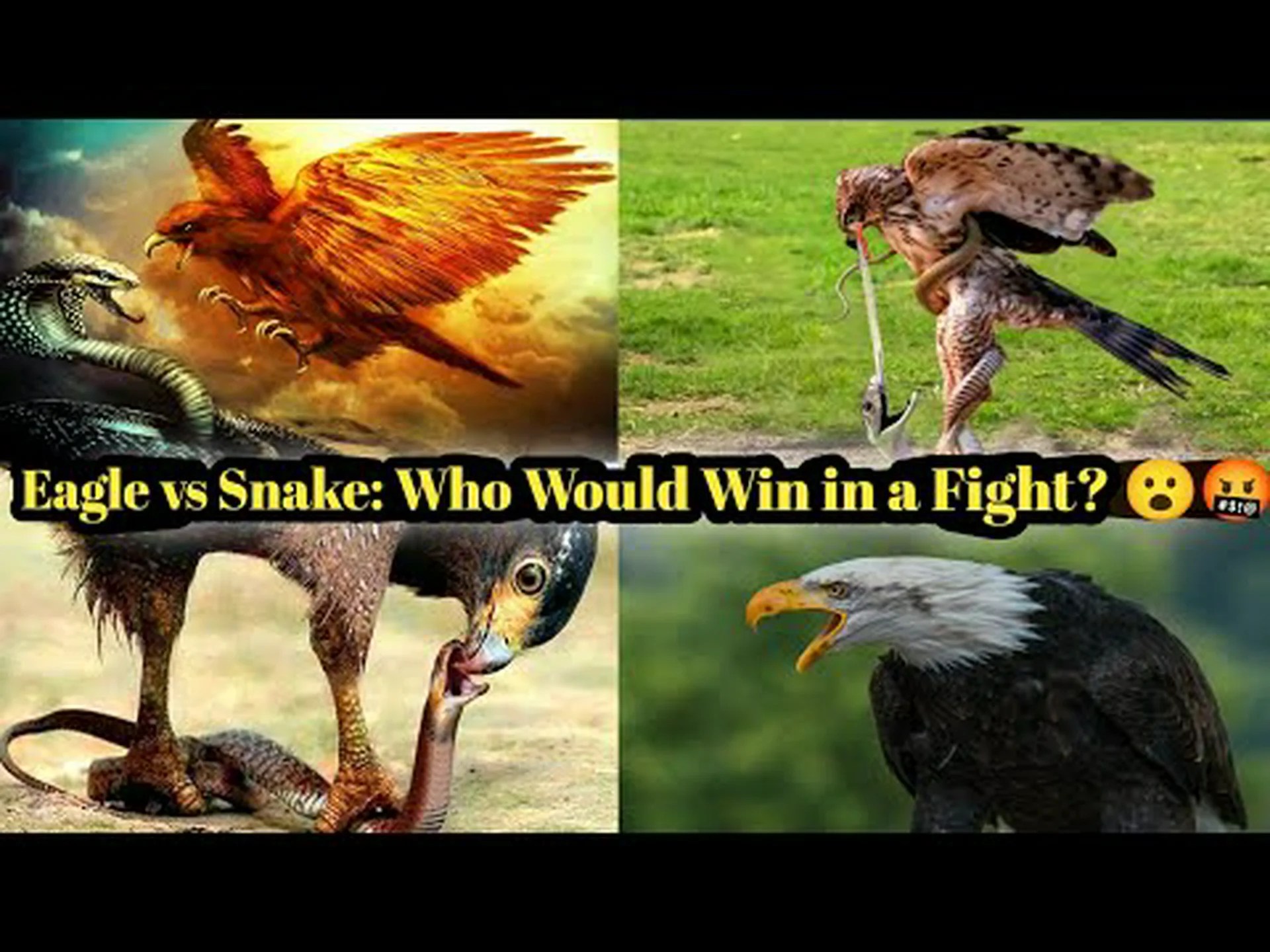 ワシ vs スネーク: 戦ったら誰が勝つでしょうか? ワシ vs スネーク: 戦ったら誰が勝つでしょうか?