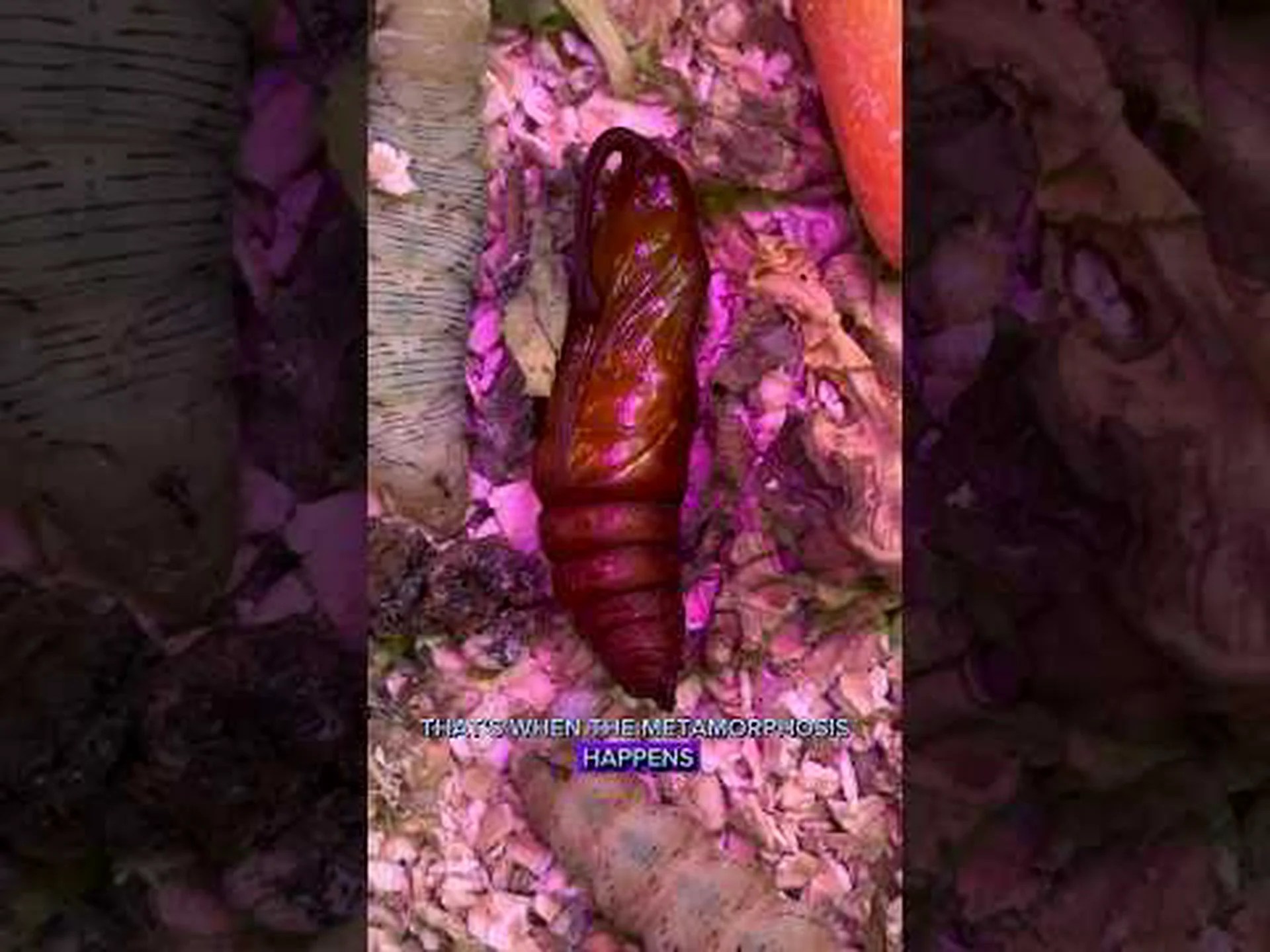 ホーンワーム: 角のある緑の毛虫をご紹介します ホーンワーム: 角のある緑の毛虫をご紹介します