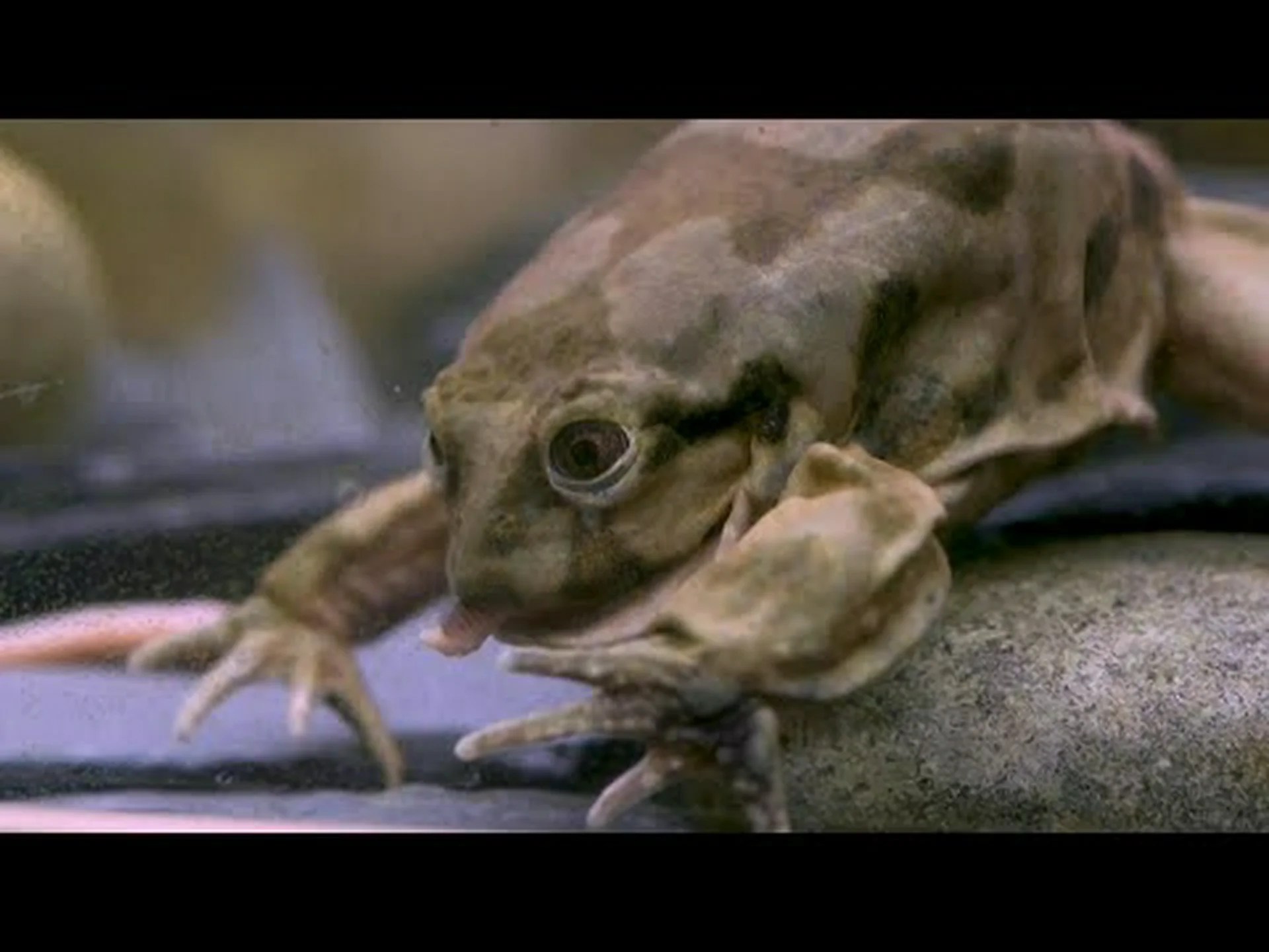 陰嚢カエルについていくつかの驚くべき事実を発見した! 陰嚢カエルについていくつかの驚くべき事実を発見した!