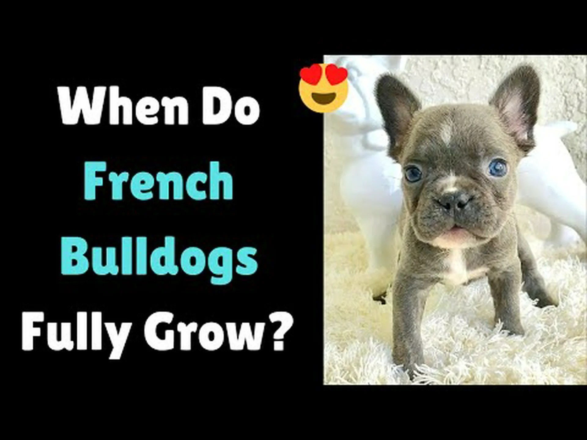 フレンチ ブルドッグの進歩: 成長チャート、マイルストーン、トレーニングのヒント フレンチ ブルドッグの進歩: 成長チャート、マイルストーン、トレーニングのヒント