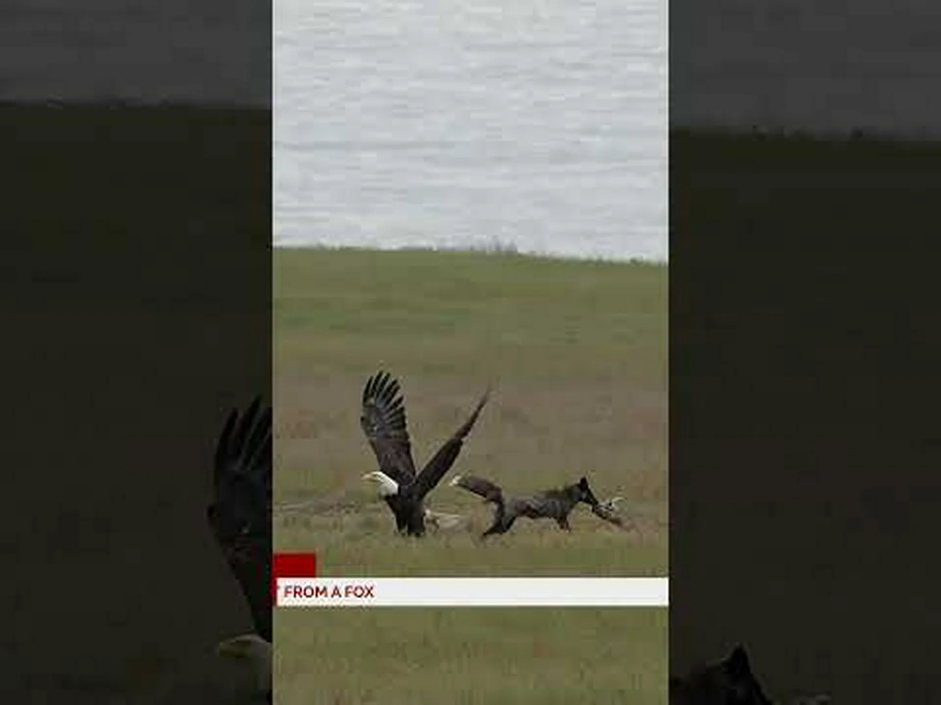 キツネの口からウサギを捕まえようと叫ぶハクトウワシをご覧ください キツネの口からウサギを捕まえようと叫ぶハクトウワシをご覧ください